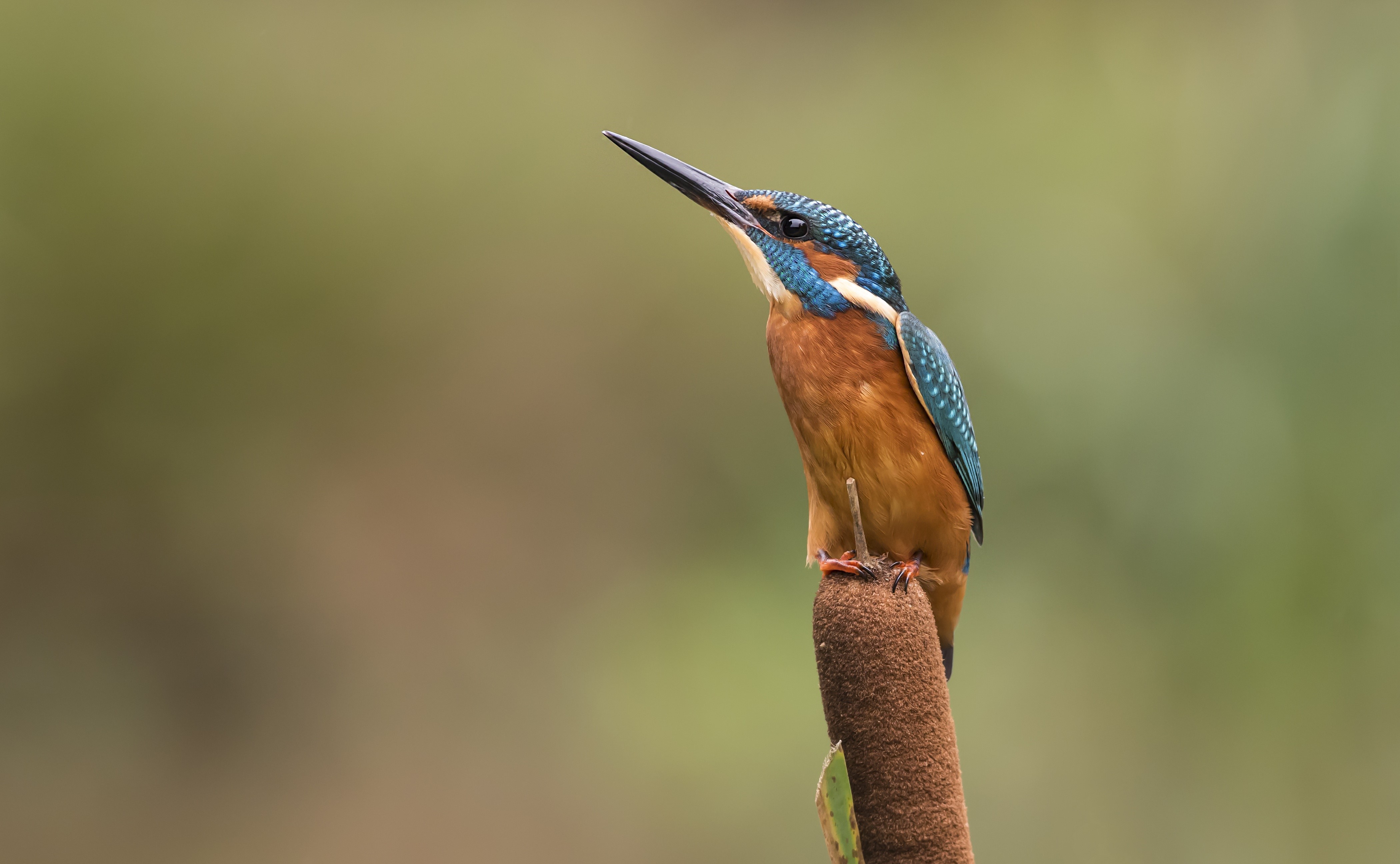 Common Kingfisher perched on a cattail HD Wallpaper