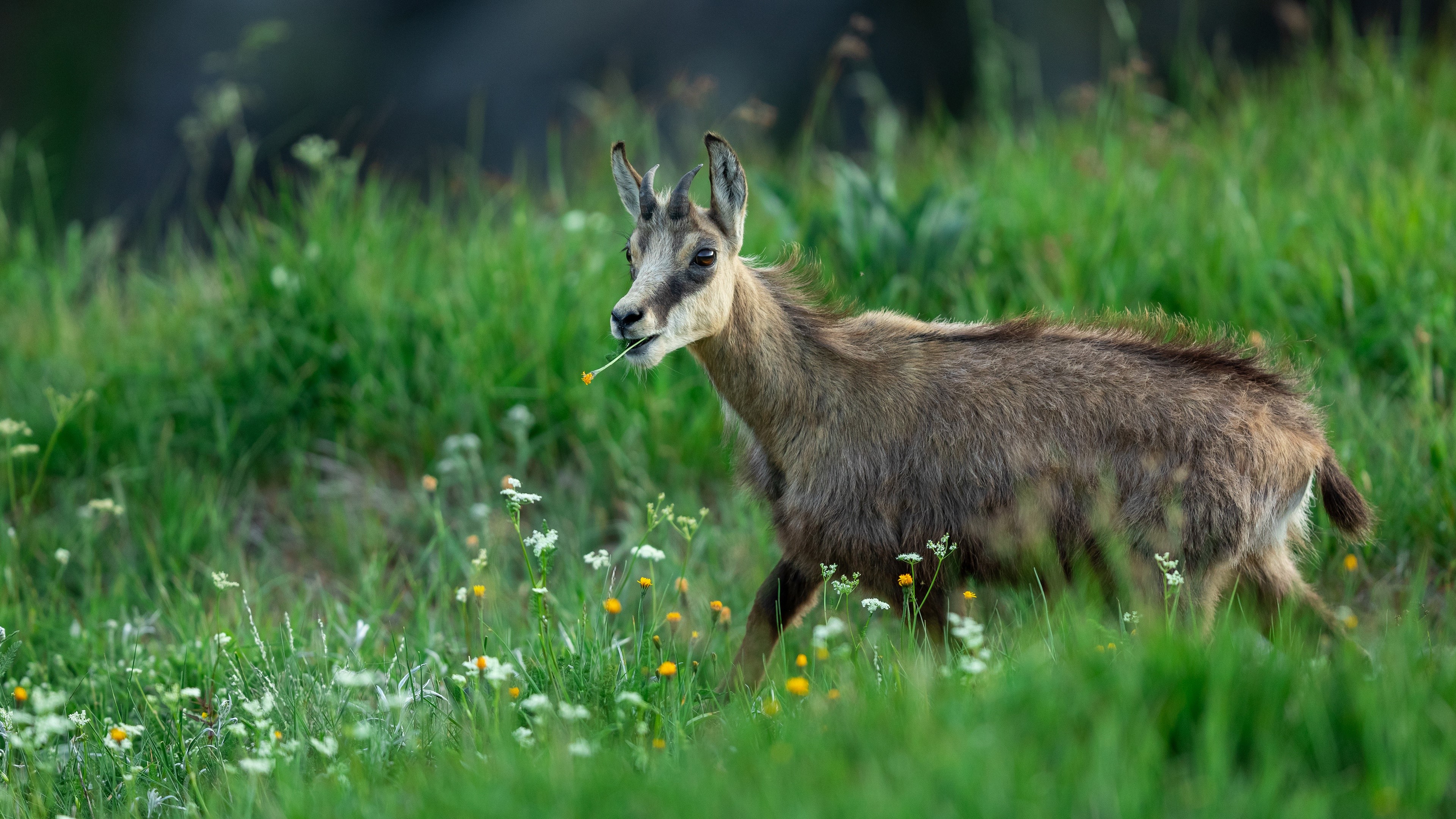Chamois eating grass in a meadow HD Wallpaper