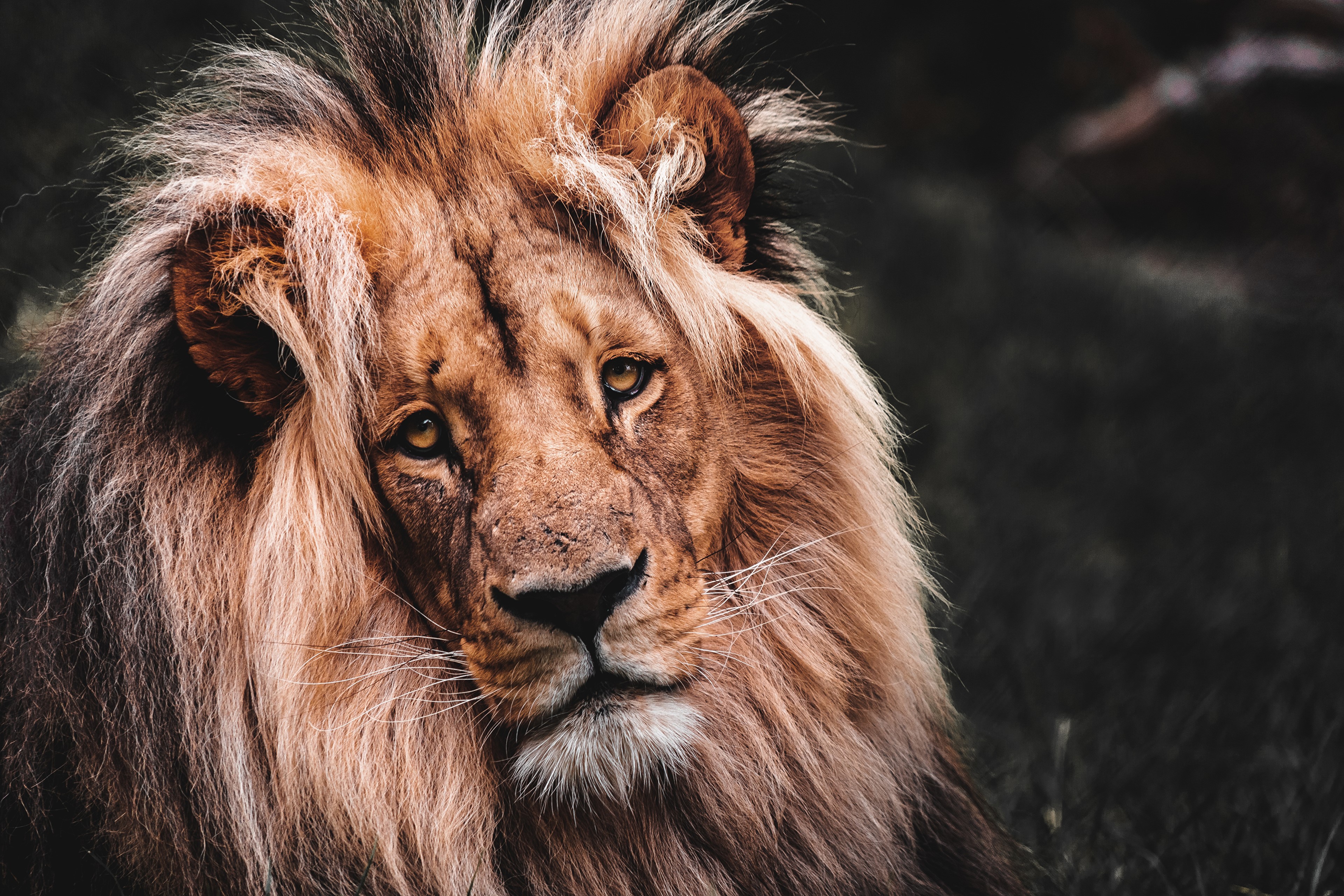 4K Closeup of a Lion's Head HD Wallpaper