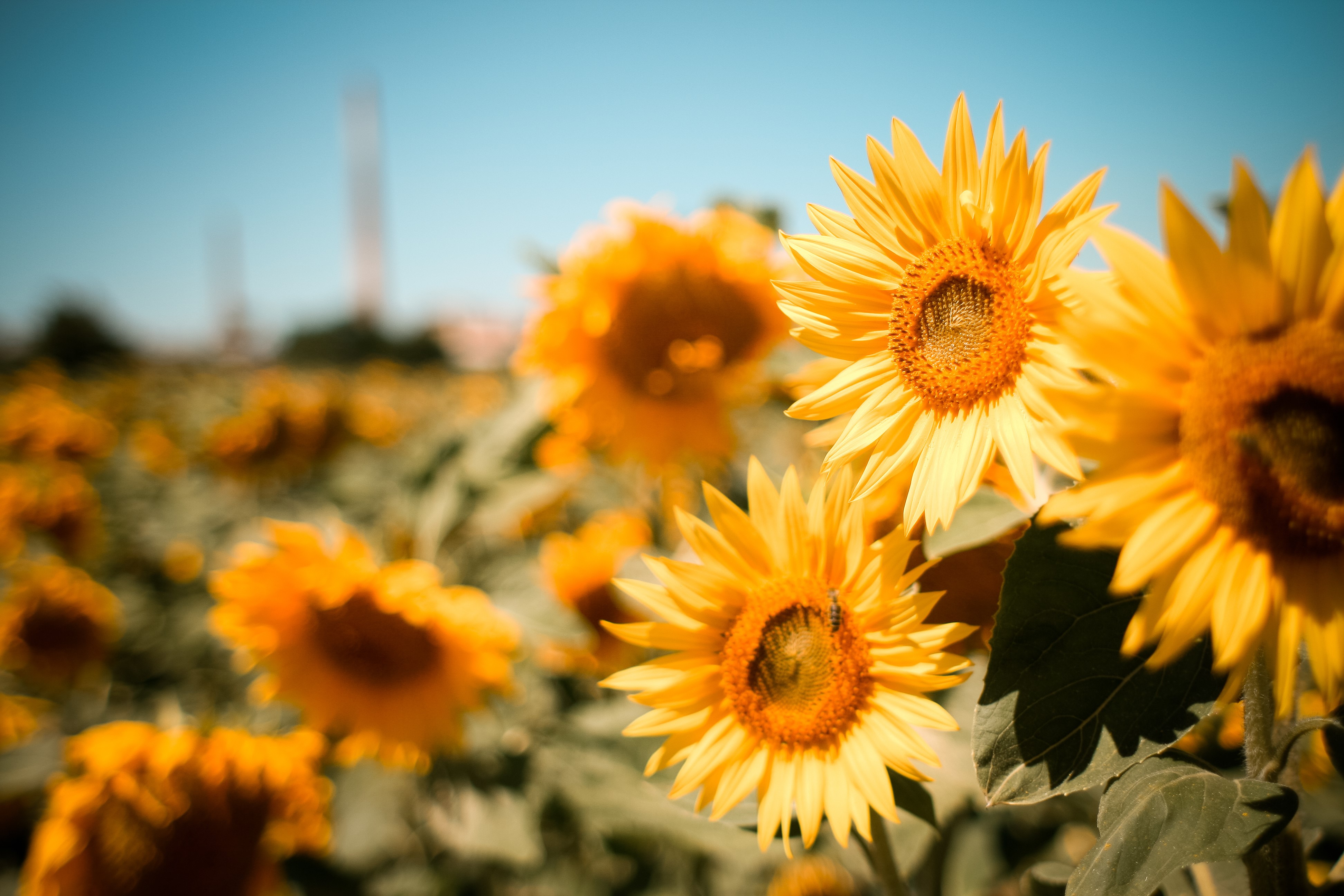 4K Sunflowers Bokeh HD Wallpaper