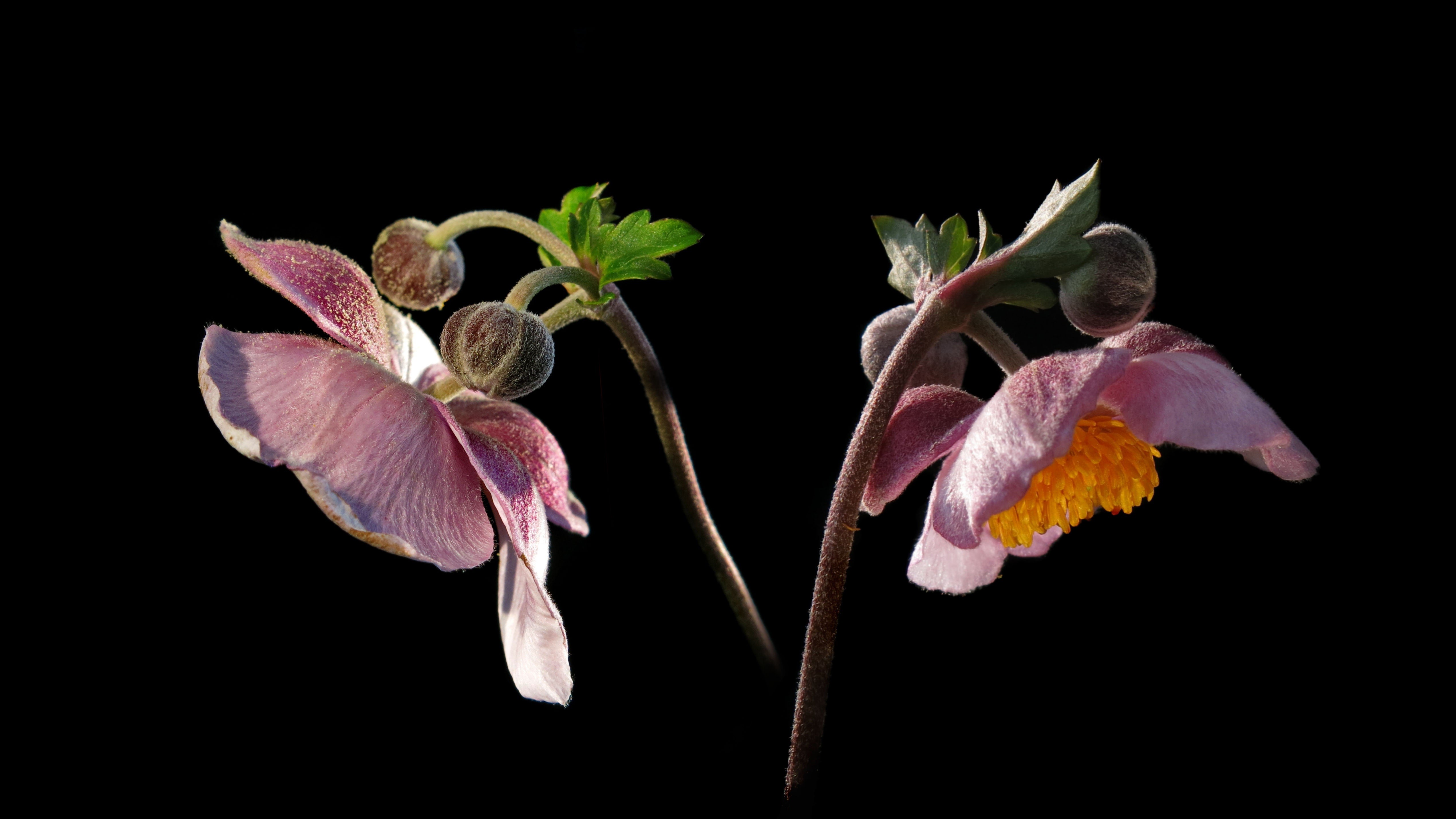 Pink Anemone Flowers with Buds on Black Background HD Wallpaper