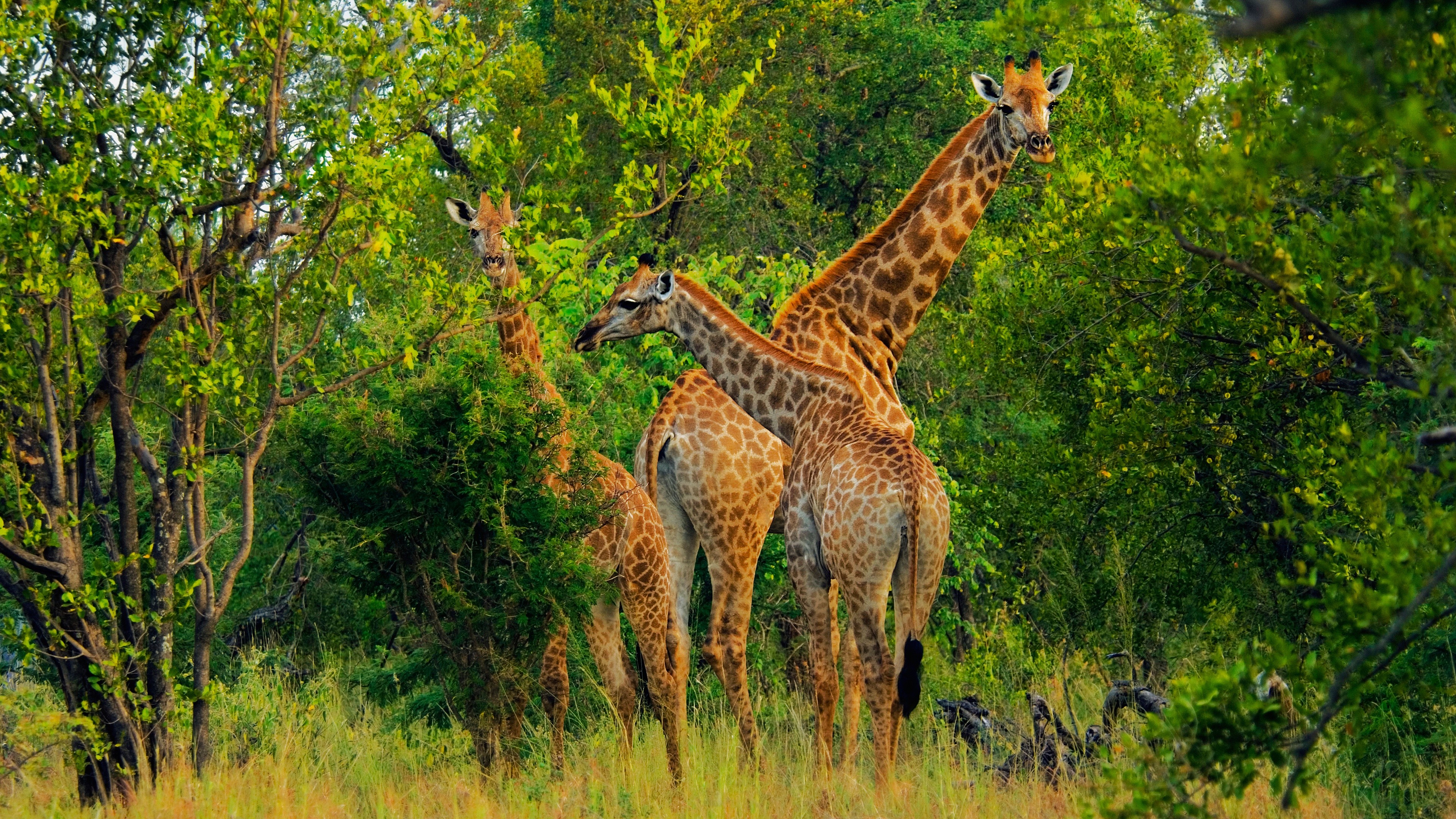 Four giraffes in a lush green forest HD Wallpaper