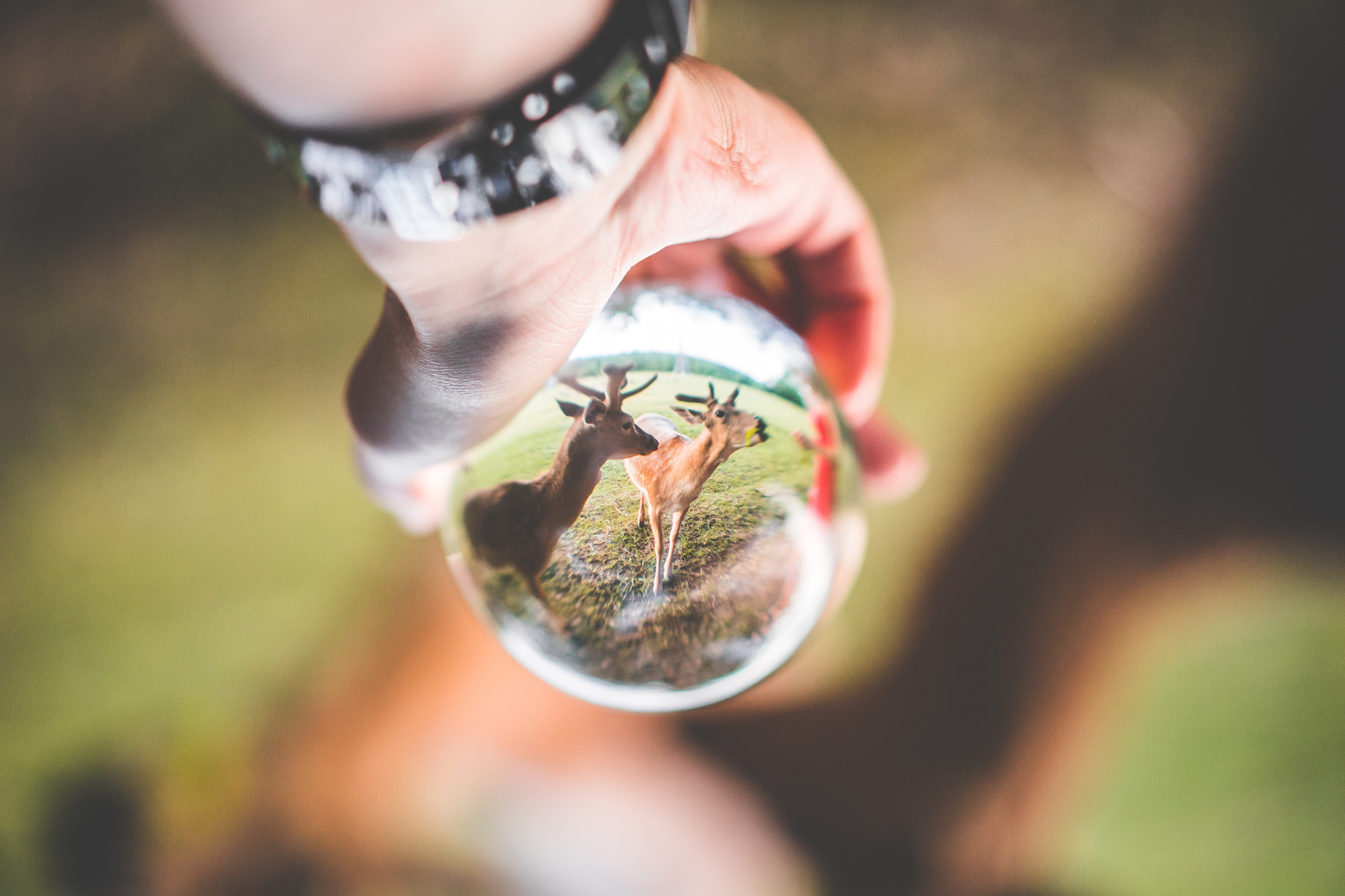 Deer reflected in a glass ball held by a hand HD Wallpaper