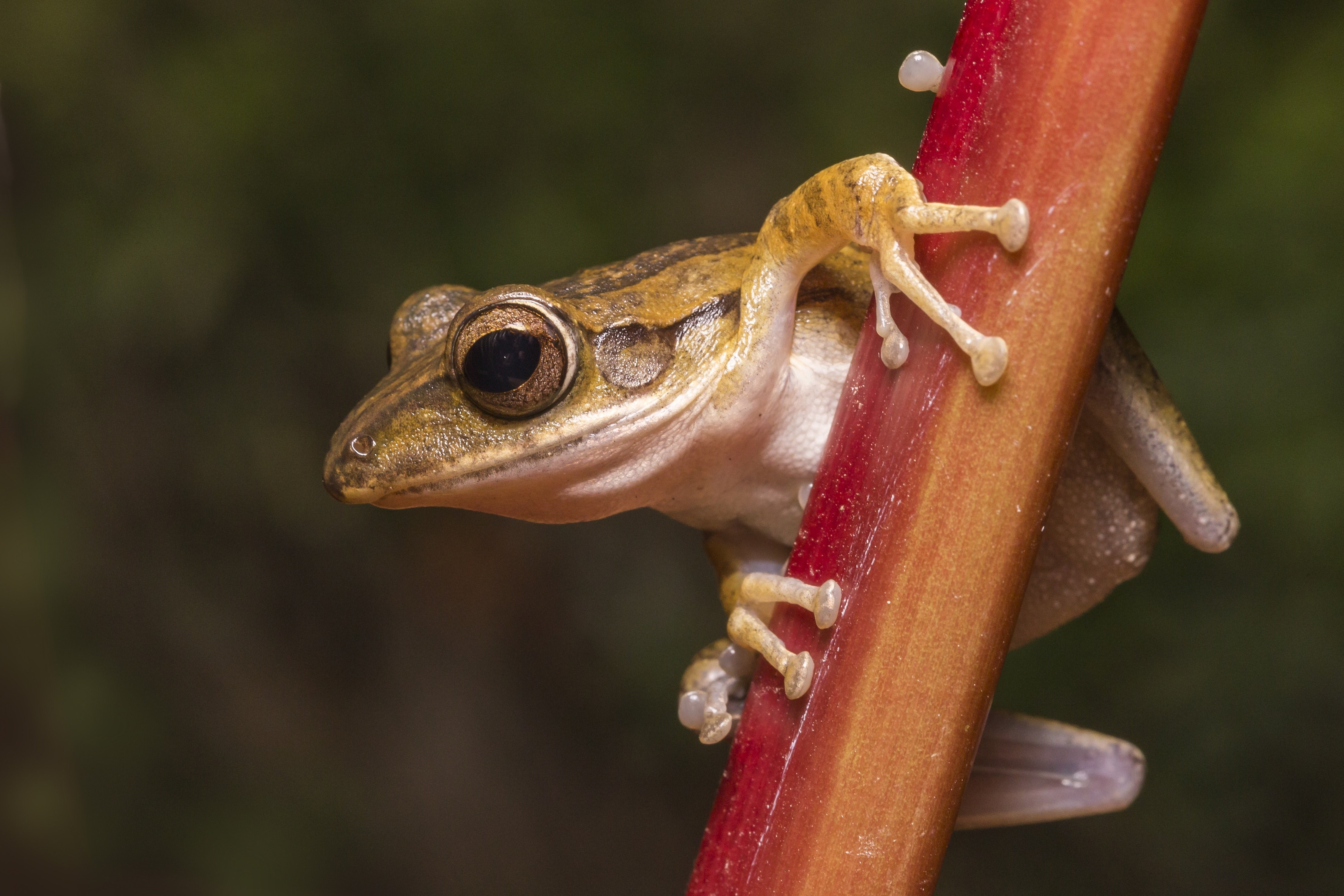 Closeup of a frog on a red stem HD Wallpaper