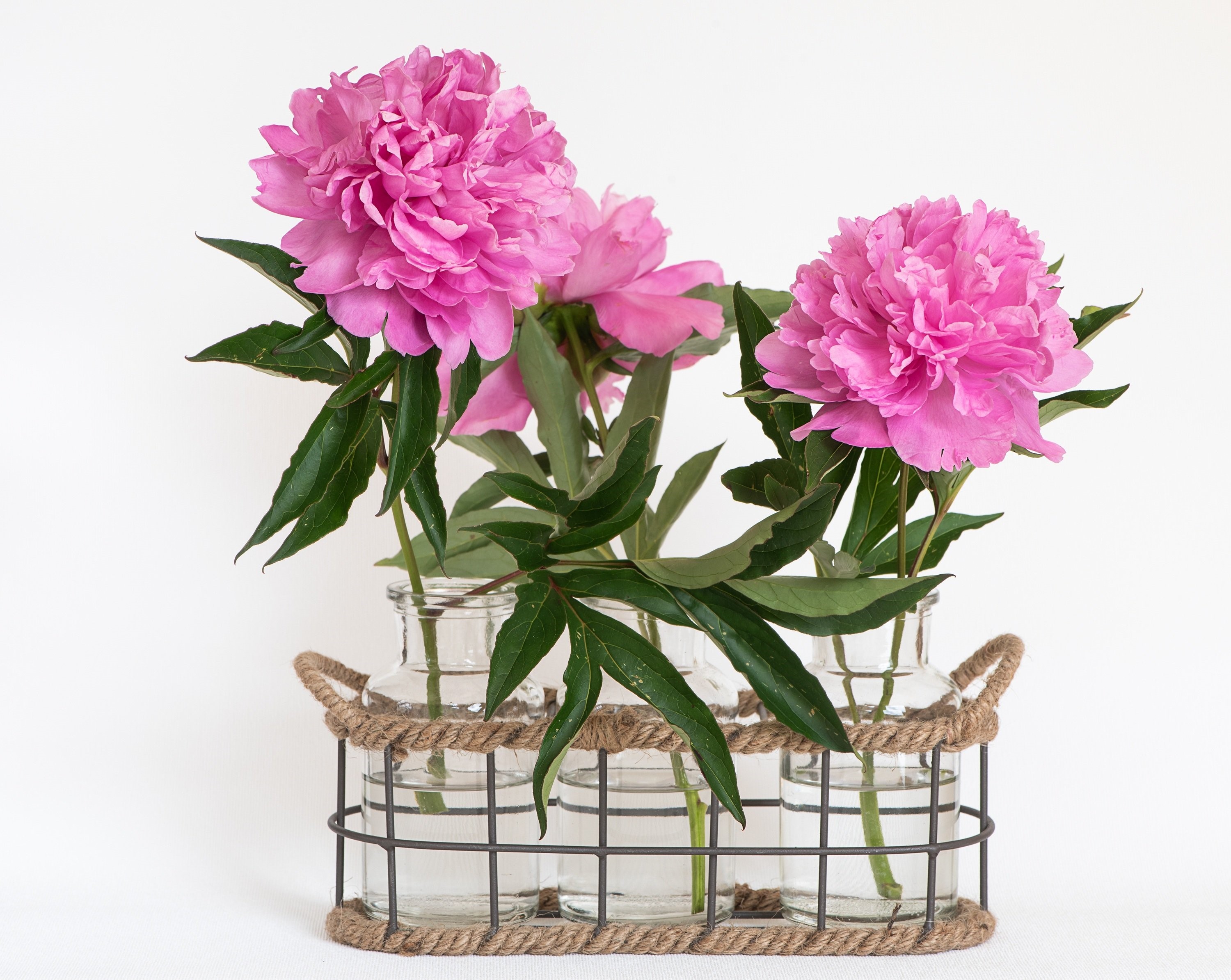 Pink peonies in glass jars with wire holder HD Wallpaper