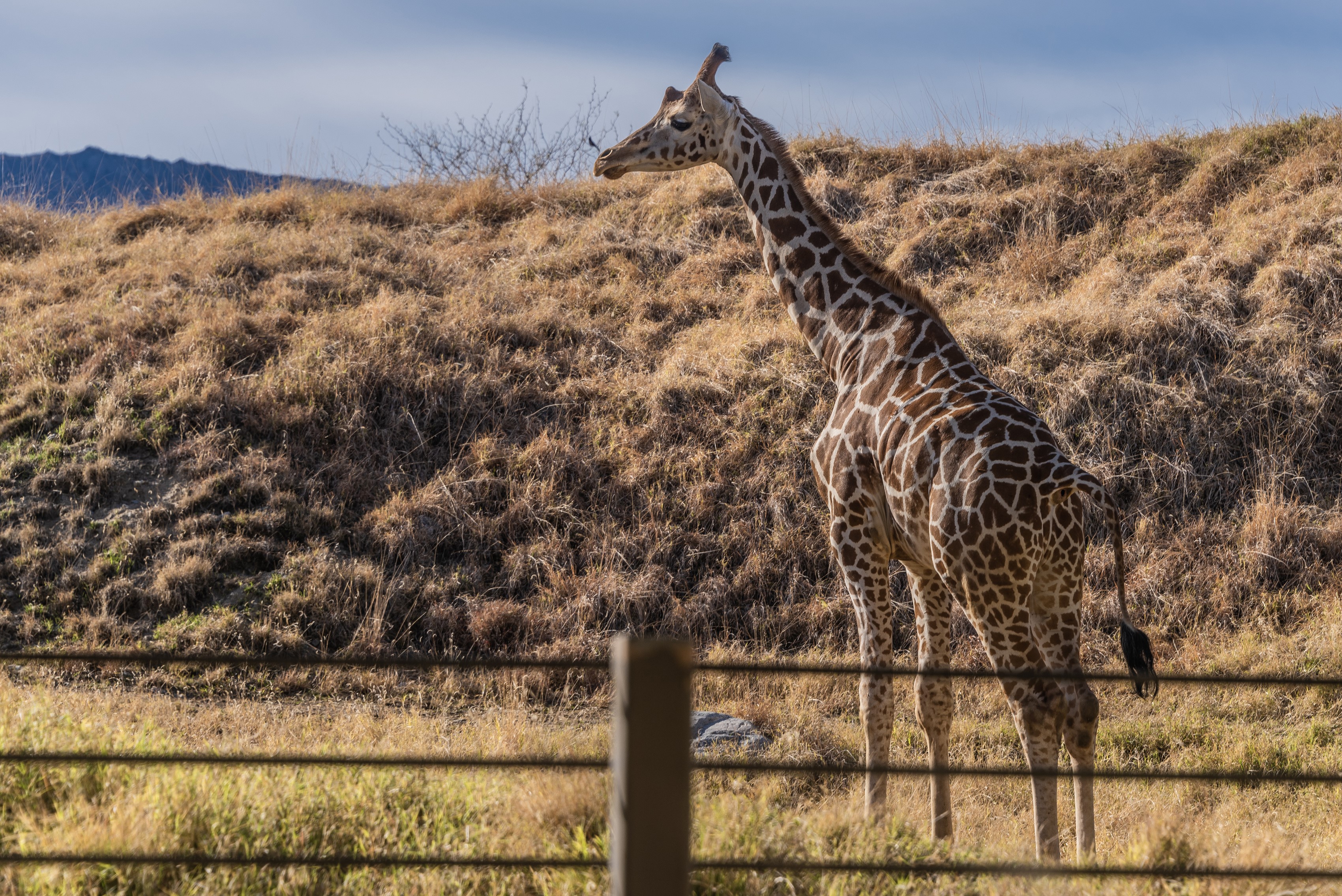 Giraffe standing on a dry grassy hill HD Wallpaper