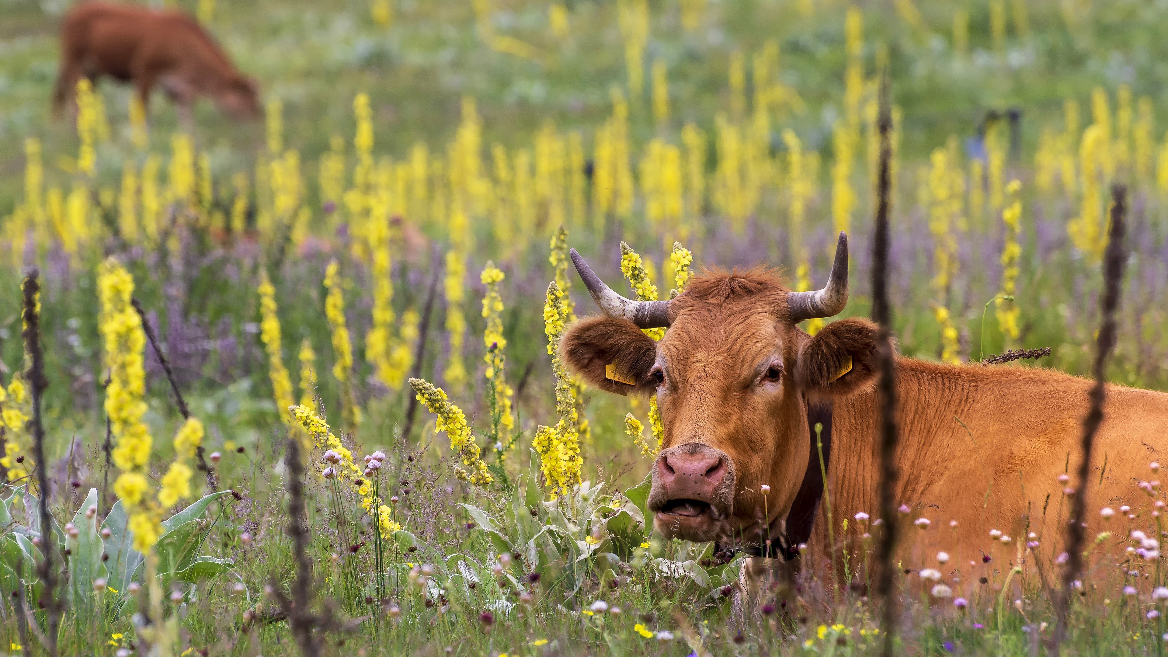 Cow in a field of yellow and purple flowers HD Wallpaper