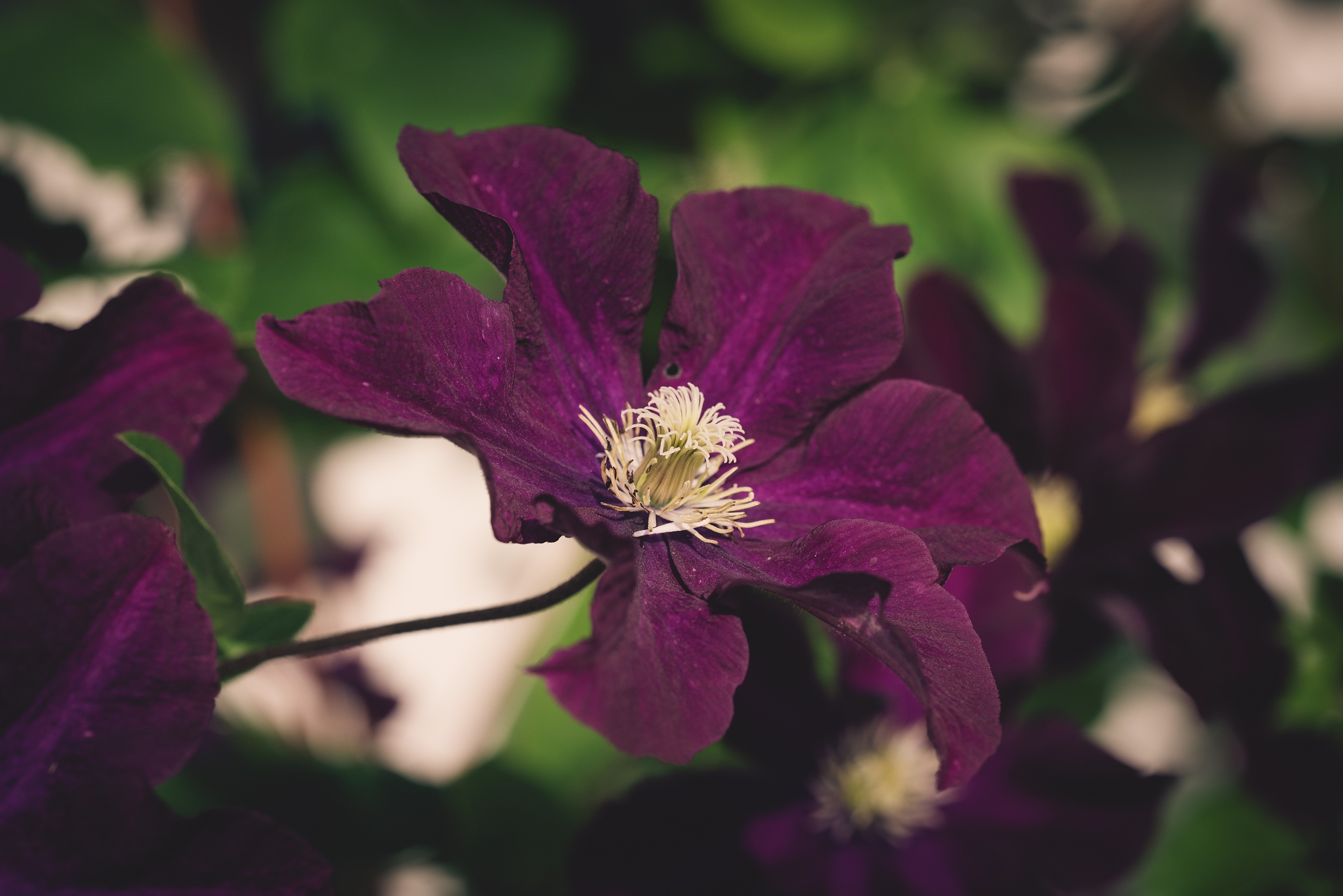 Close-up of a deep purple Clematis flower HD Wallpaper