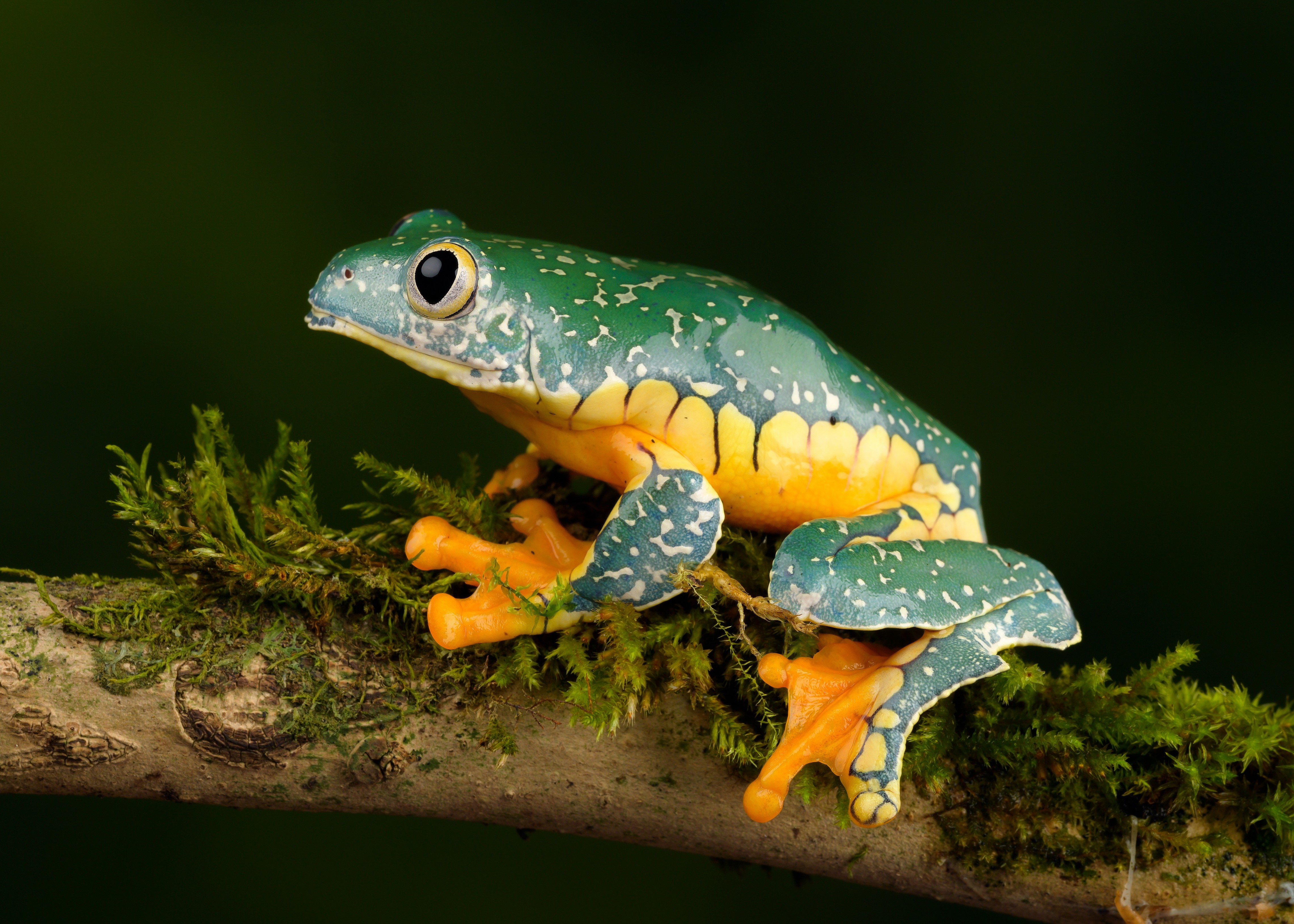Fringed Leaf Frog on a Branch HD Wallpaper