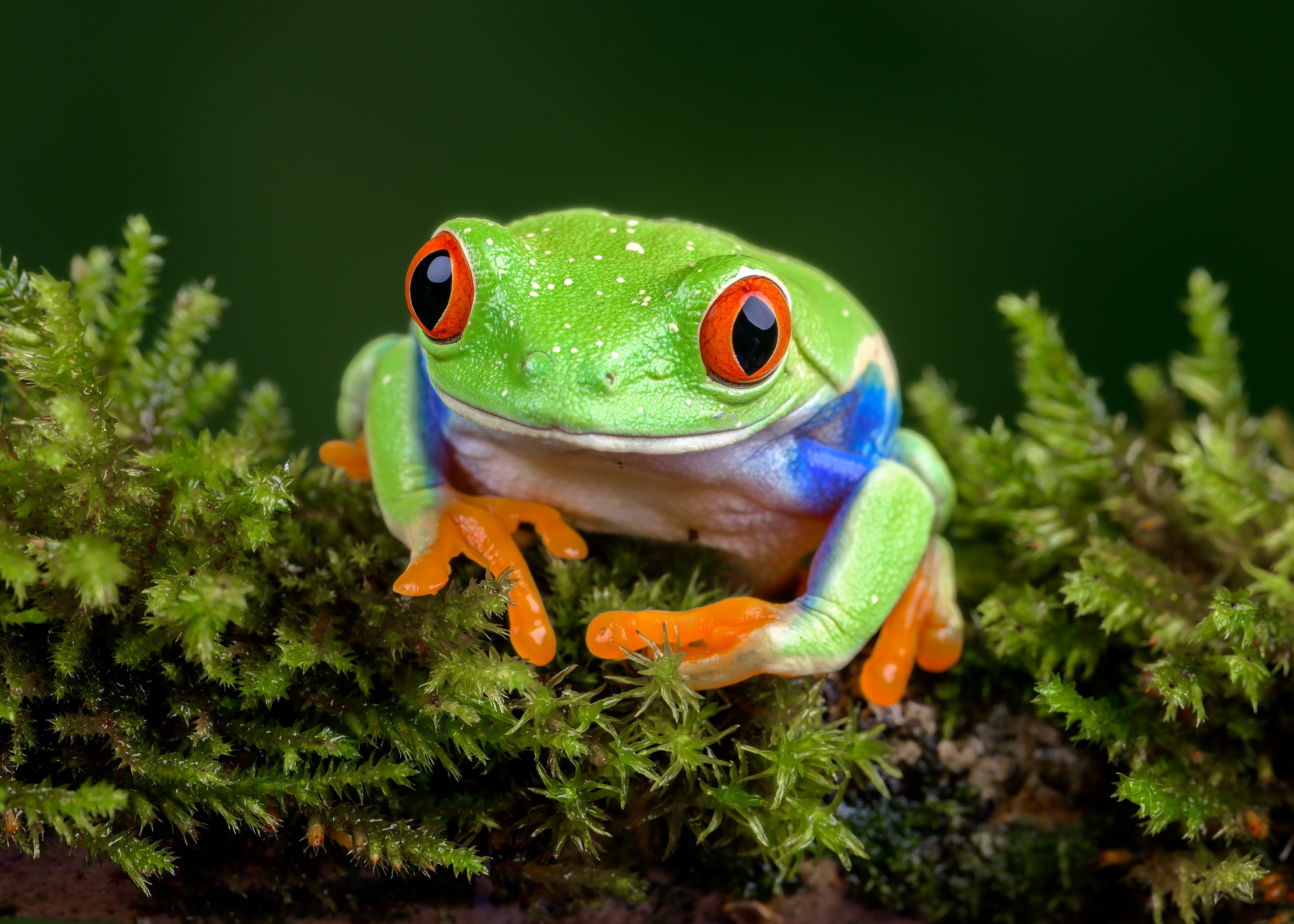 Red-eyed tree frog on moss HD Wallpaper
