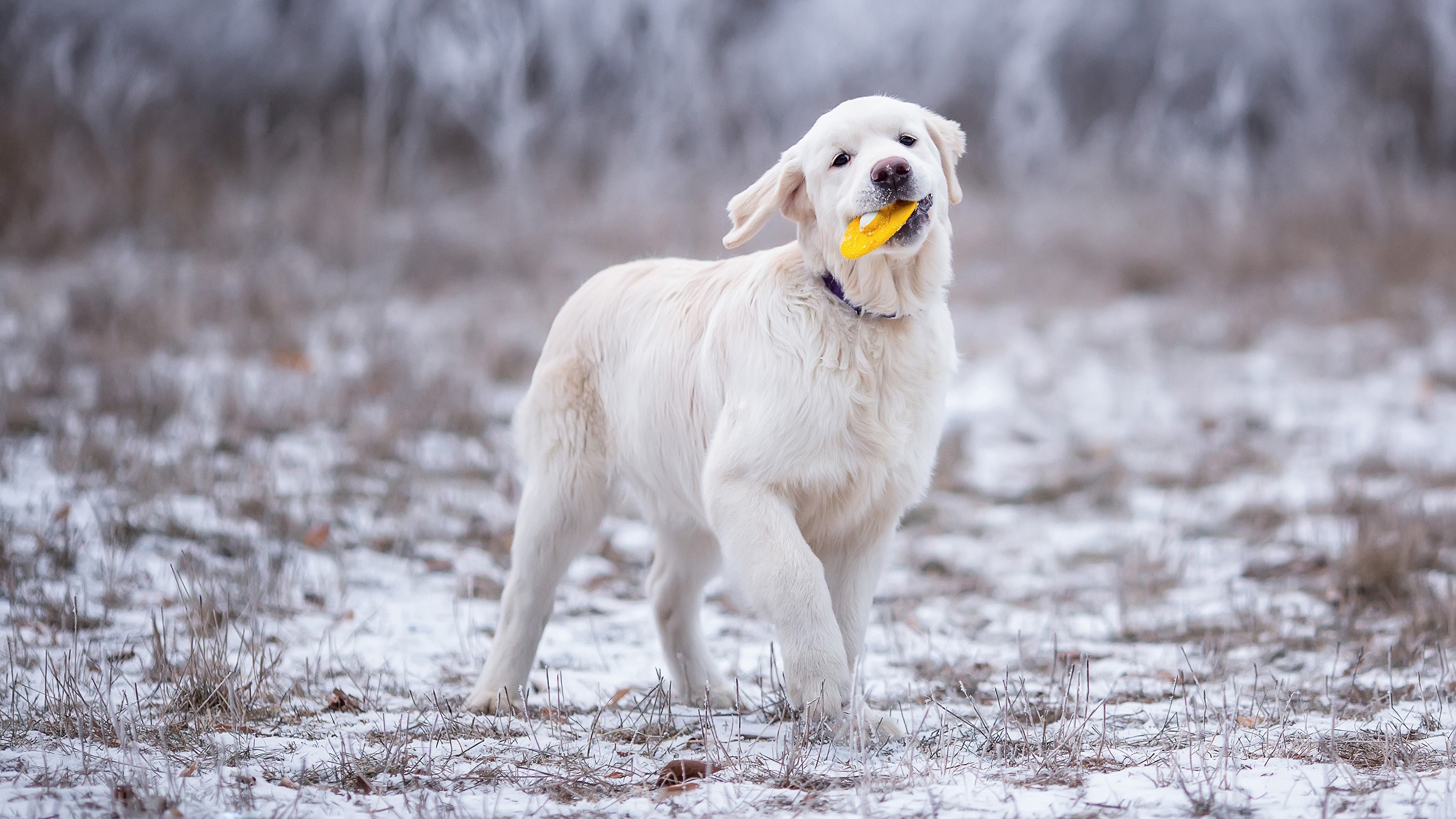 Golden Retriever playing with a toy in the snow HD Wallpaper