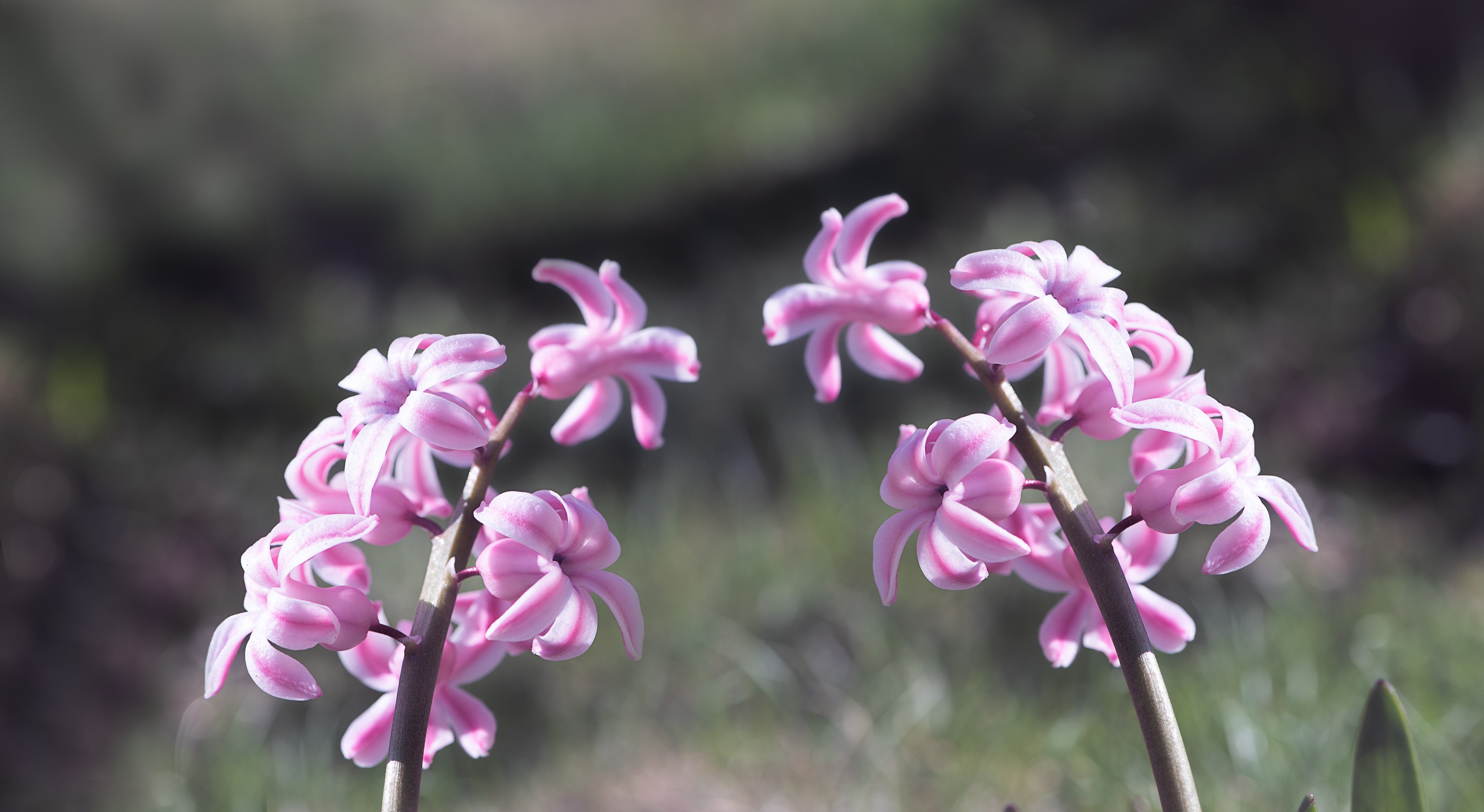 4K Pink Hyacinths Closeup HD Wallpaper