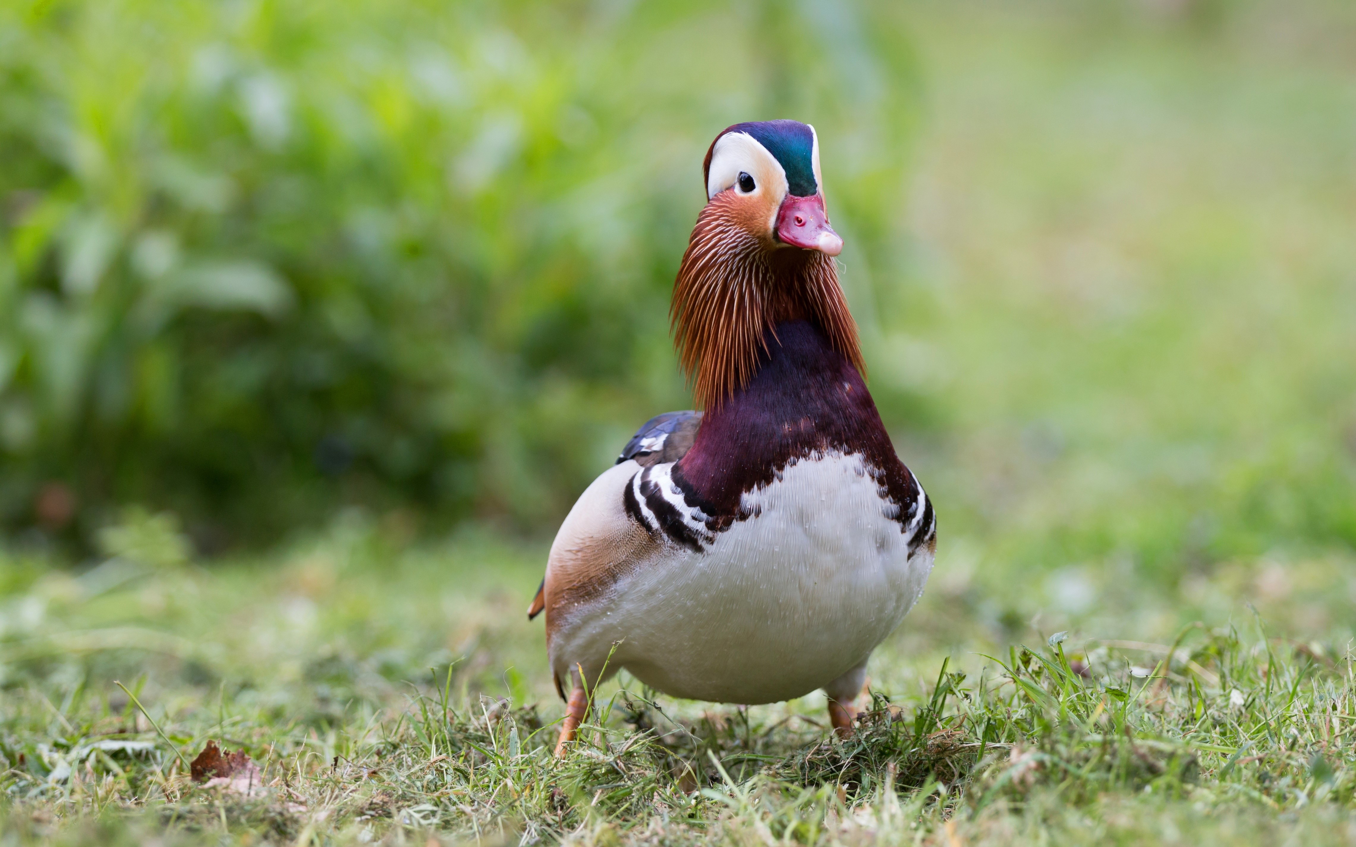 Mandarin Duck Bird HD Wallpaper