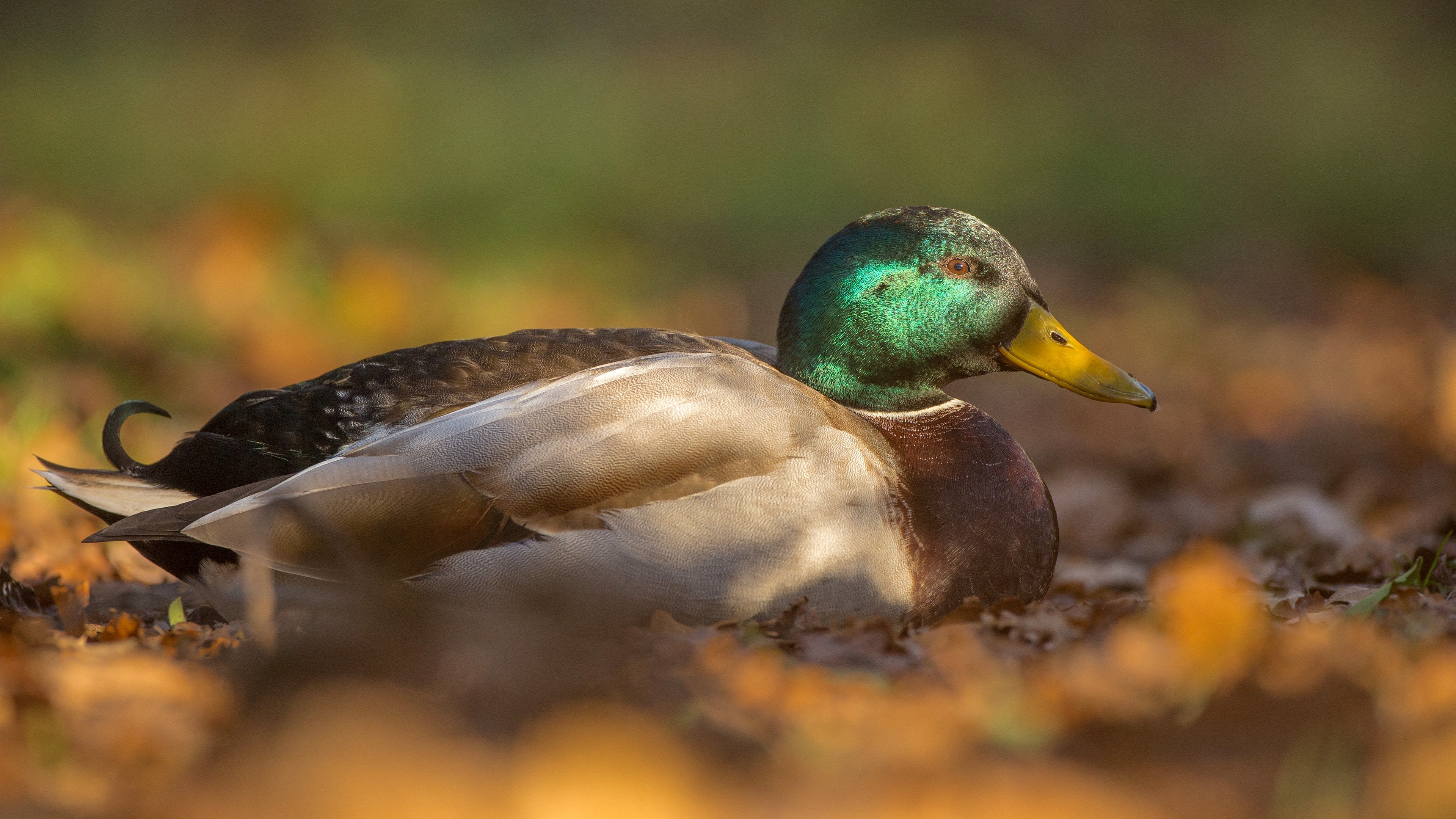 4K Drake Duck in Autumn Leaves HD Wallpaper