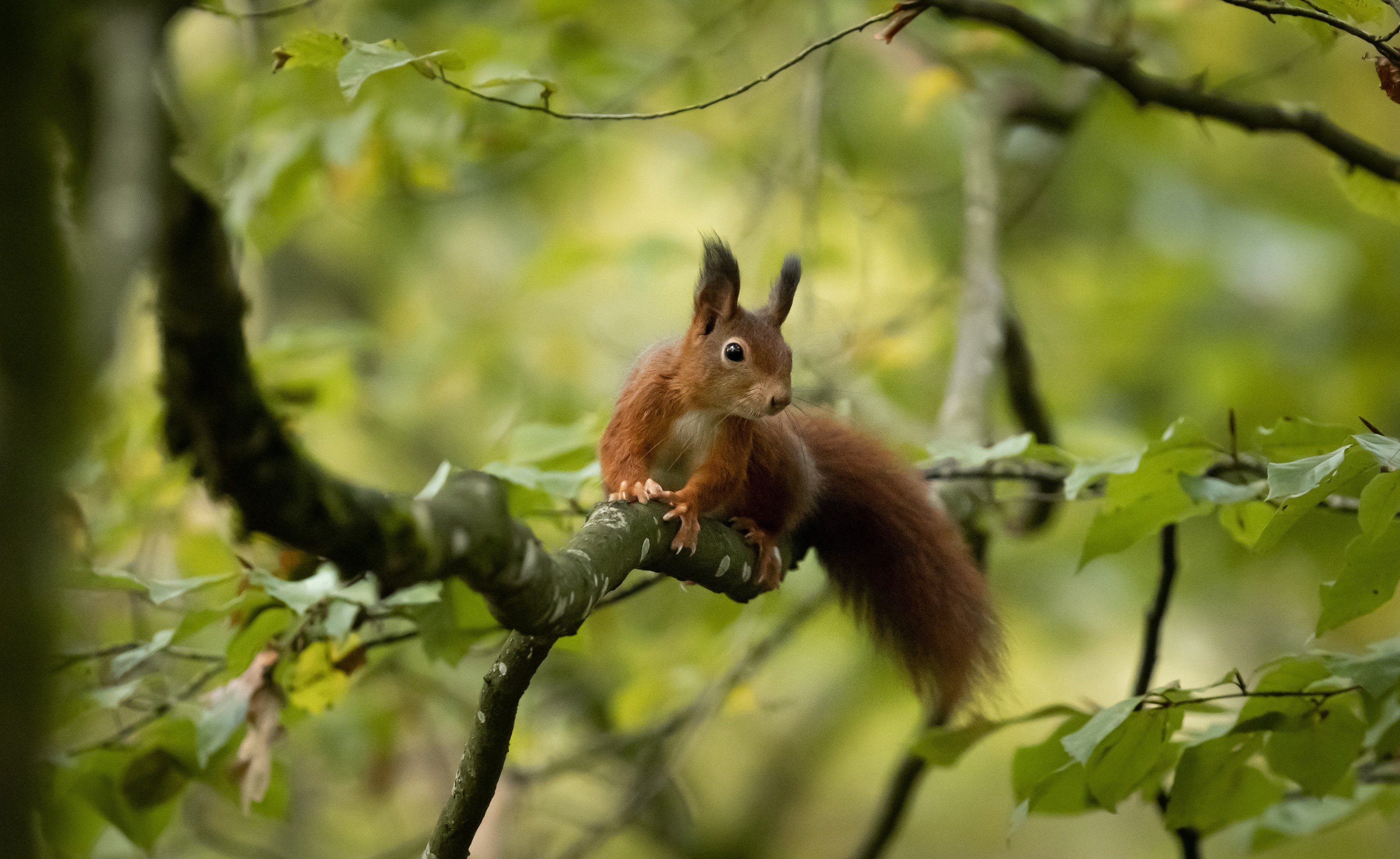 Red squirrel perched on a tree branch with green foliage HD Wallpaper