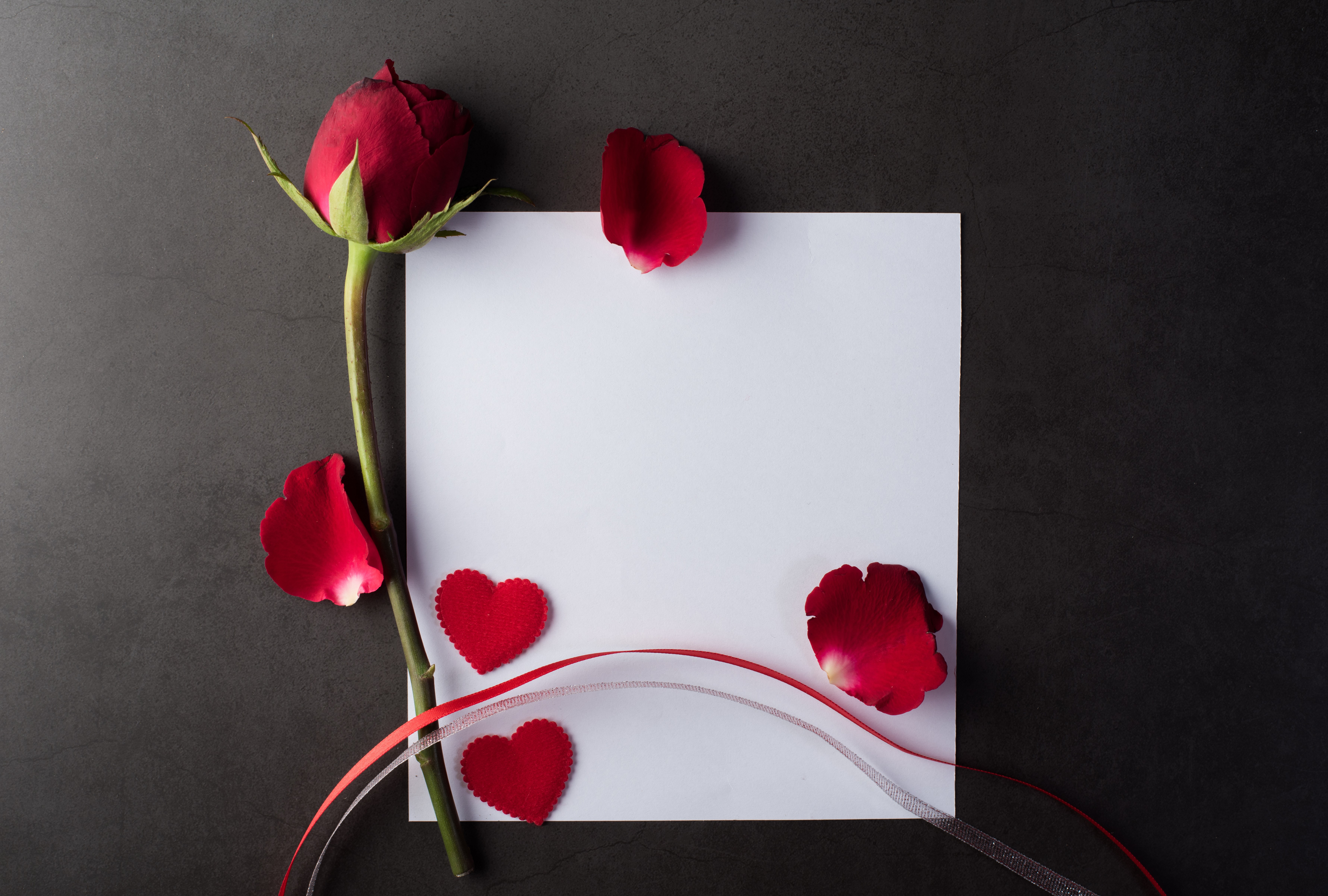 Red rose with petals and hearts on gray background HD Wallpaper