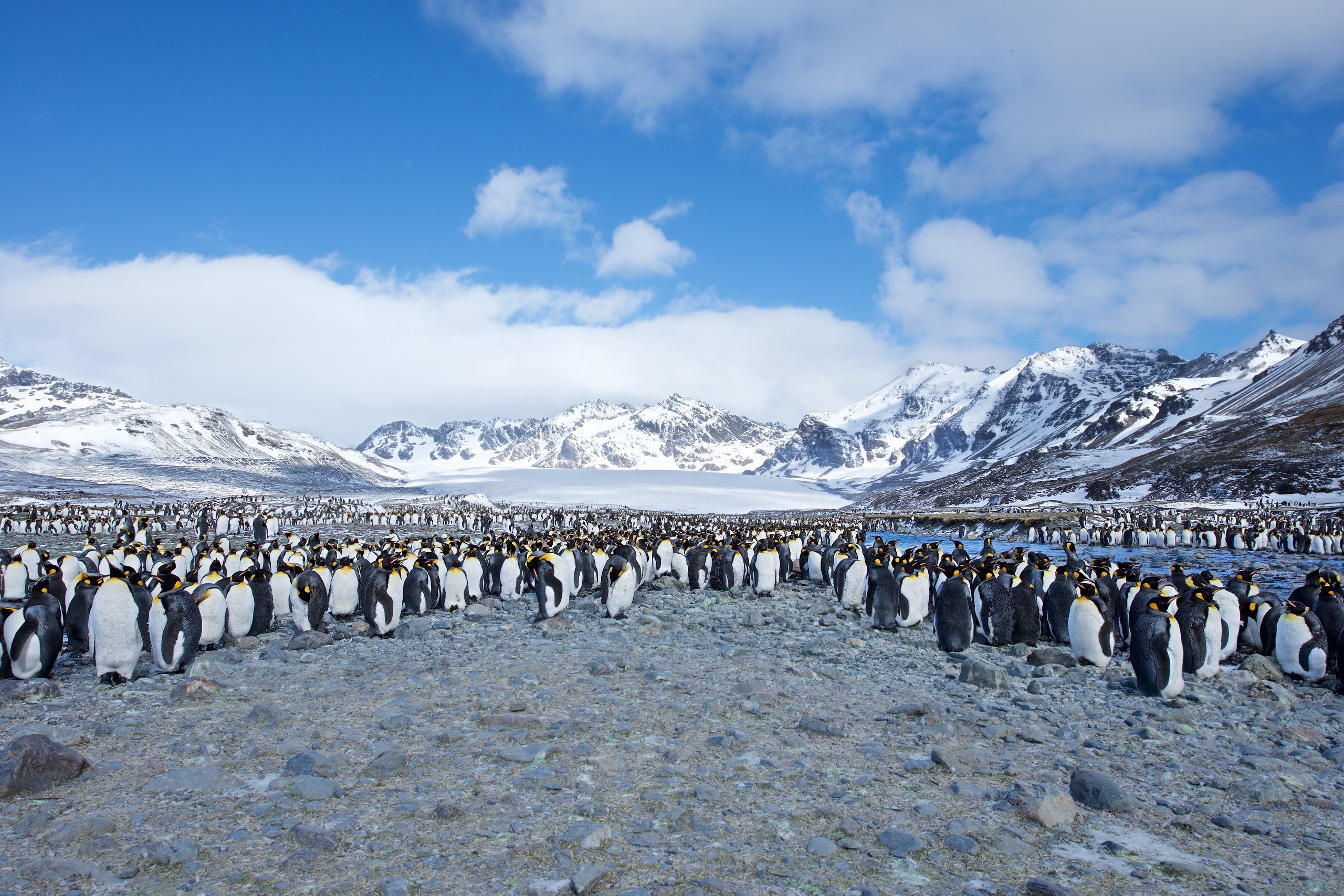 King Penguins on a Rocky Shore with Snow-Capped Mountains HD Wallpaper