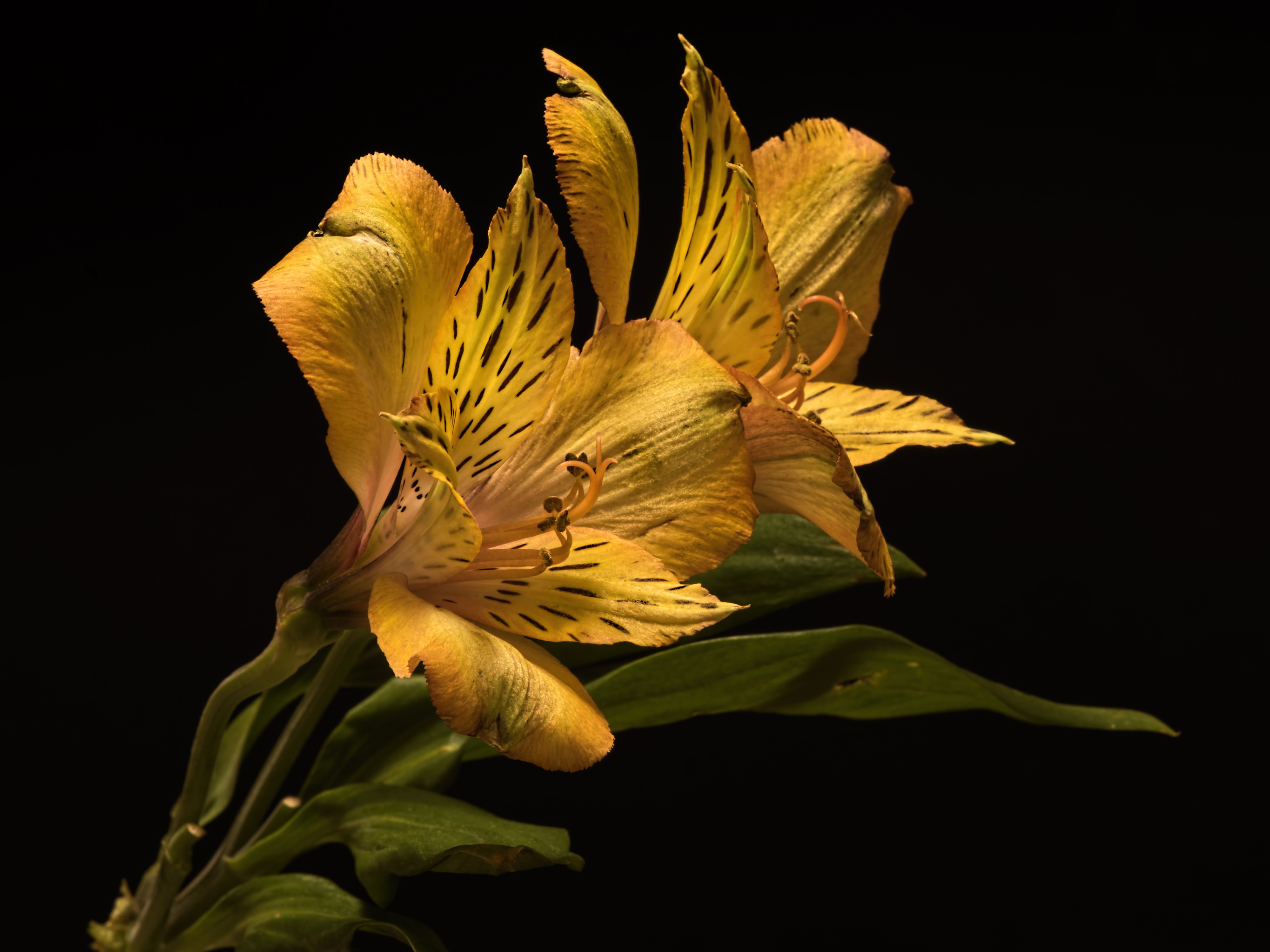 Two Yellow Alstroemeria flowers on black background HD Wallpaper