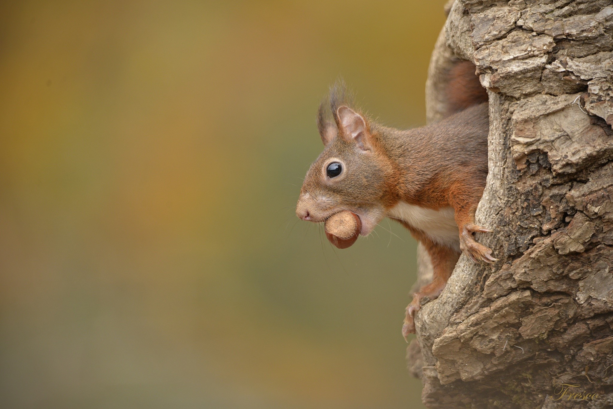 Red squirrel with a nut in its mouth peeking from a tree hollow HD Wallpaper