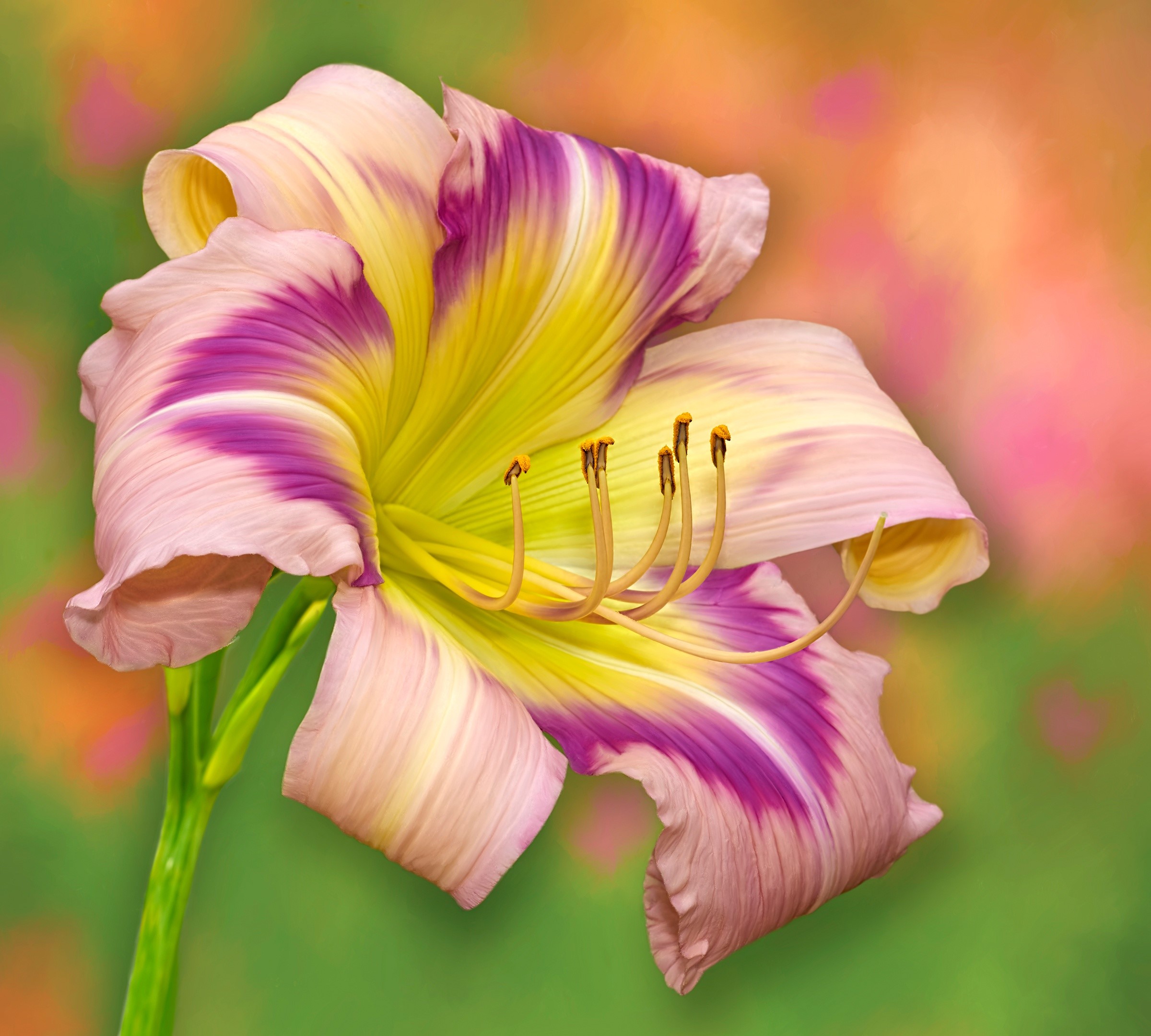 Close-up of a bi-colored Daylily flower HD Wallpaper