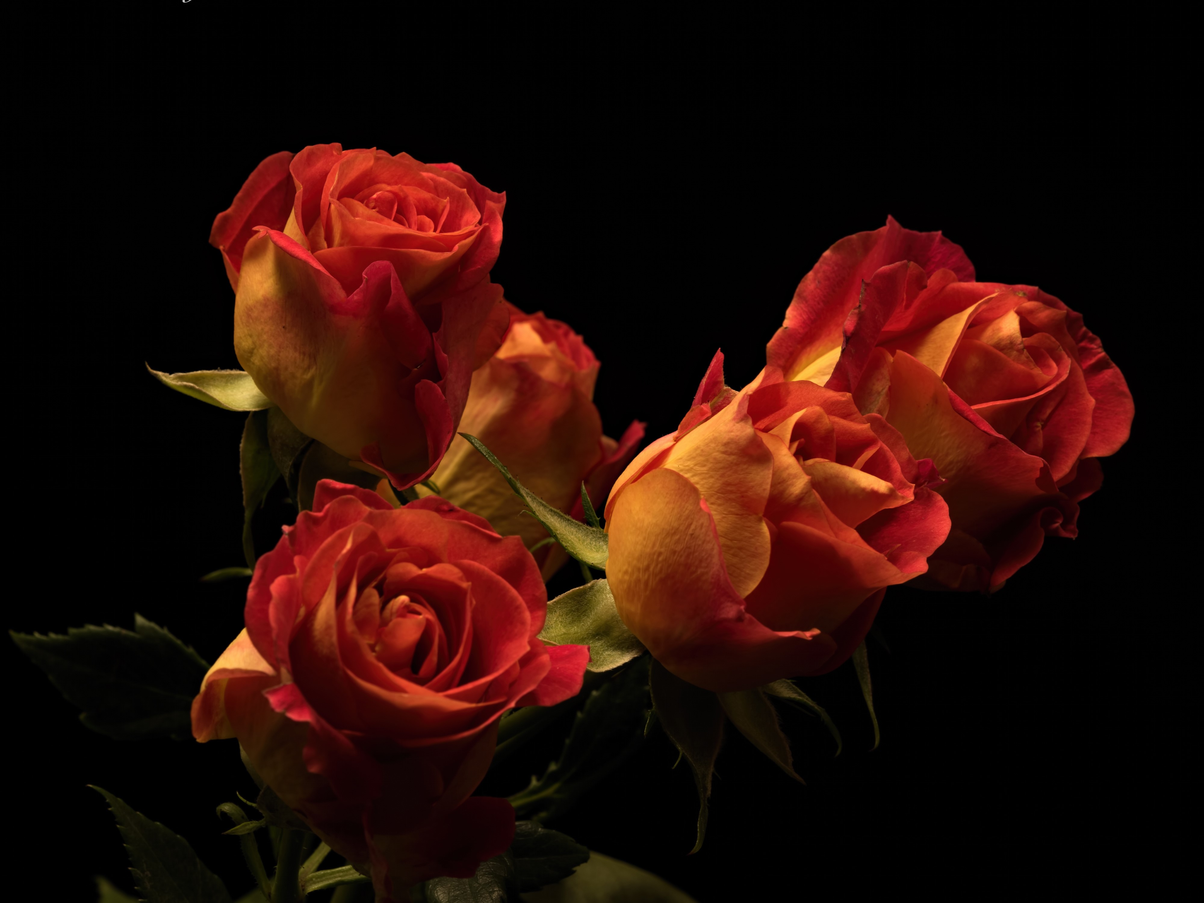 Four orange and red roses on a black background HD Wallpaper