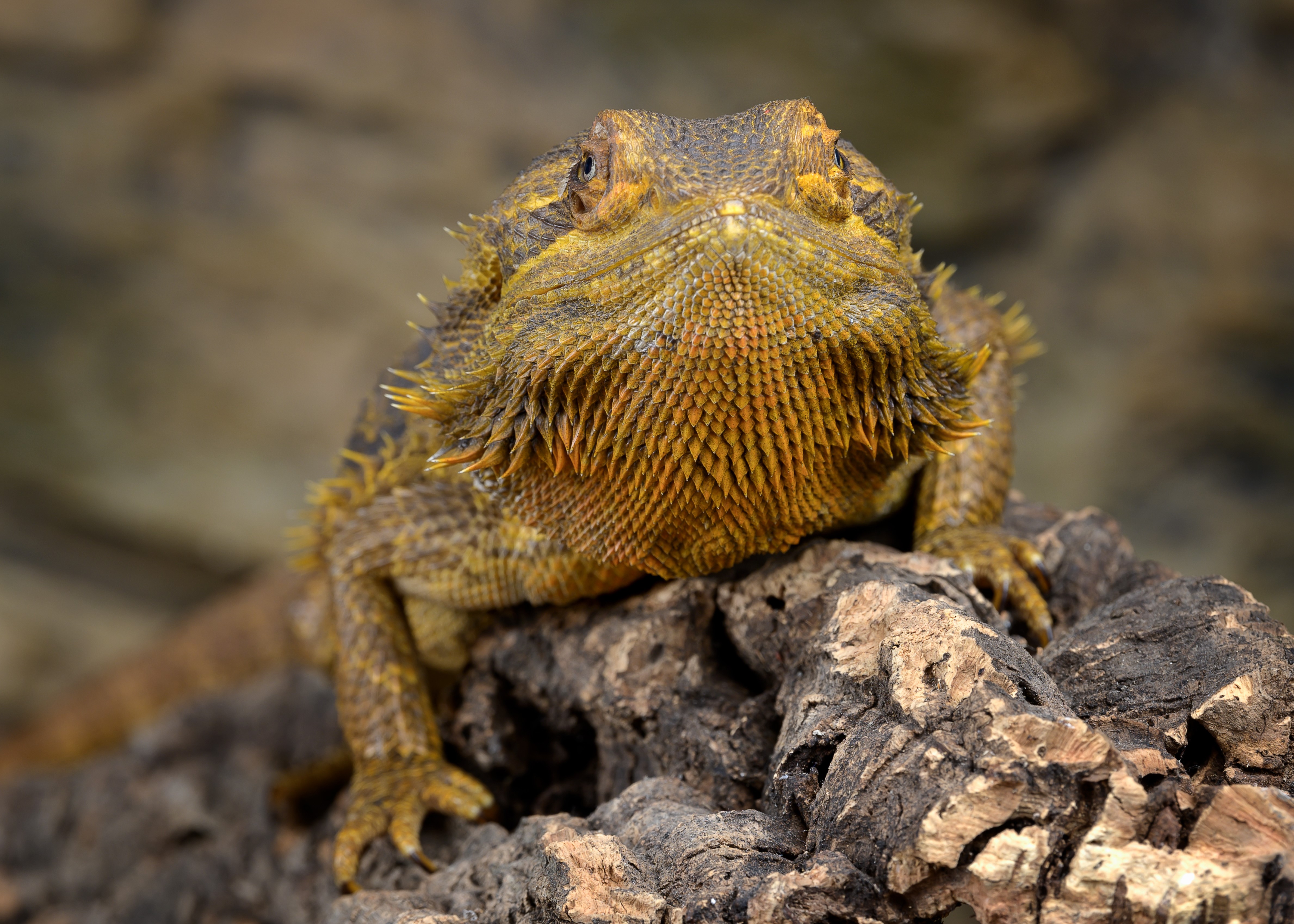 4K Bearded Dragon Lizard Closeup HD Wallpaper