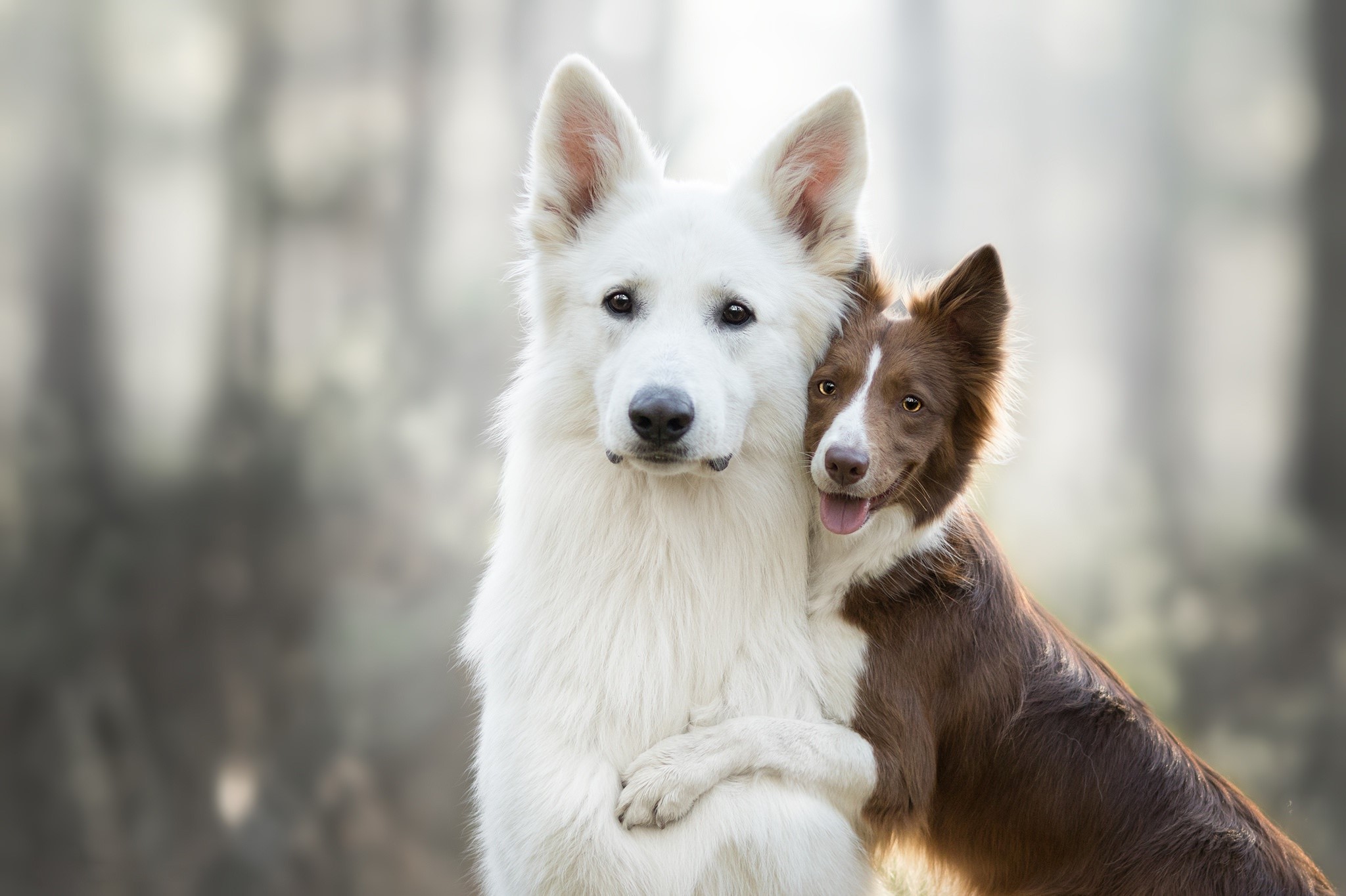 White Swiss Shepherd and Border Collie hugging HD Wallpaper