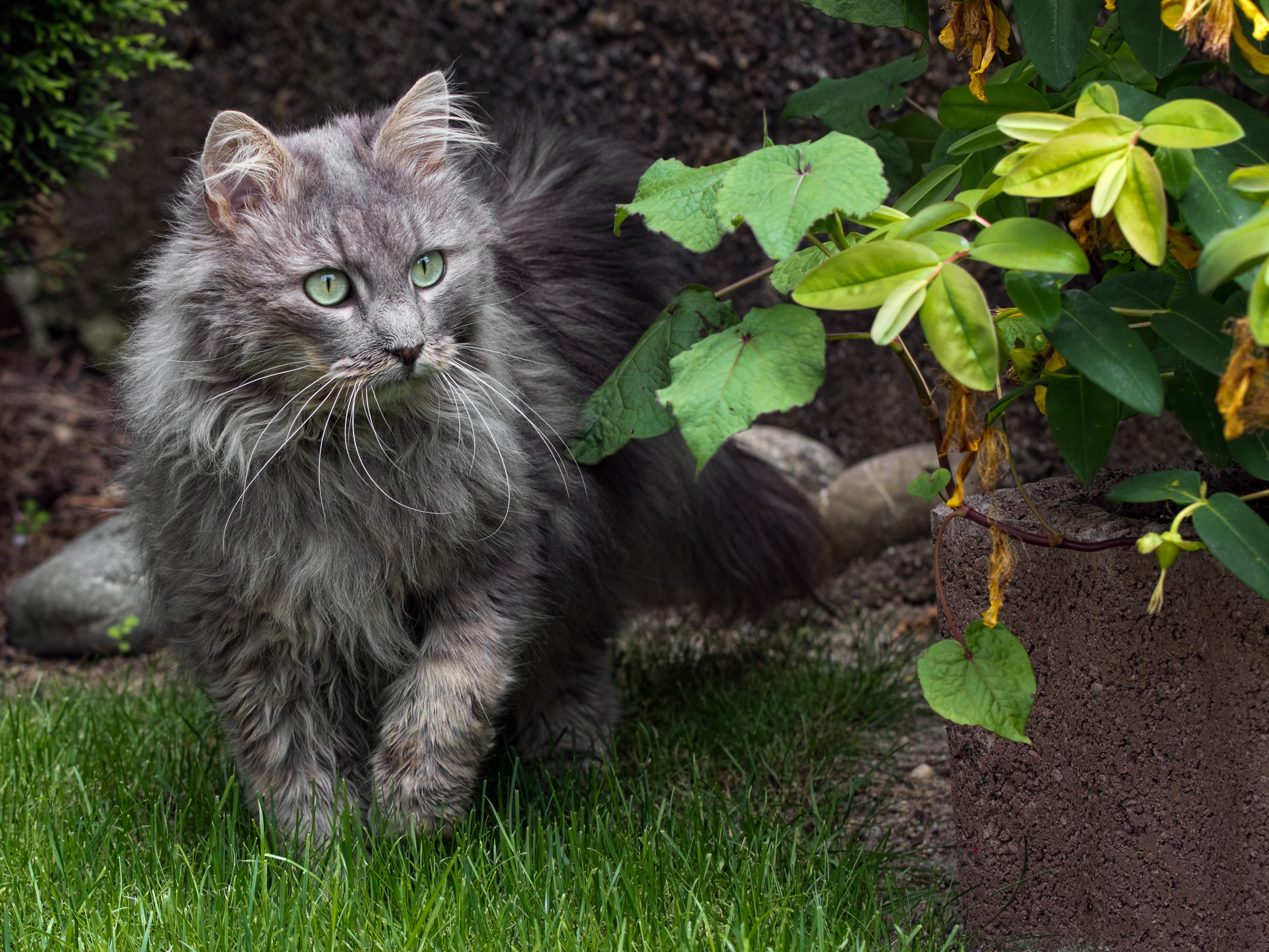 A fluffy grey cat with green eyes in grass HD Wallpaper