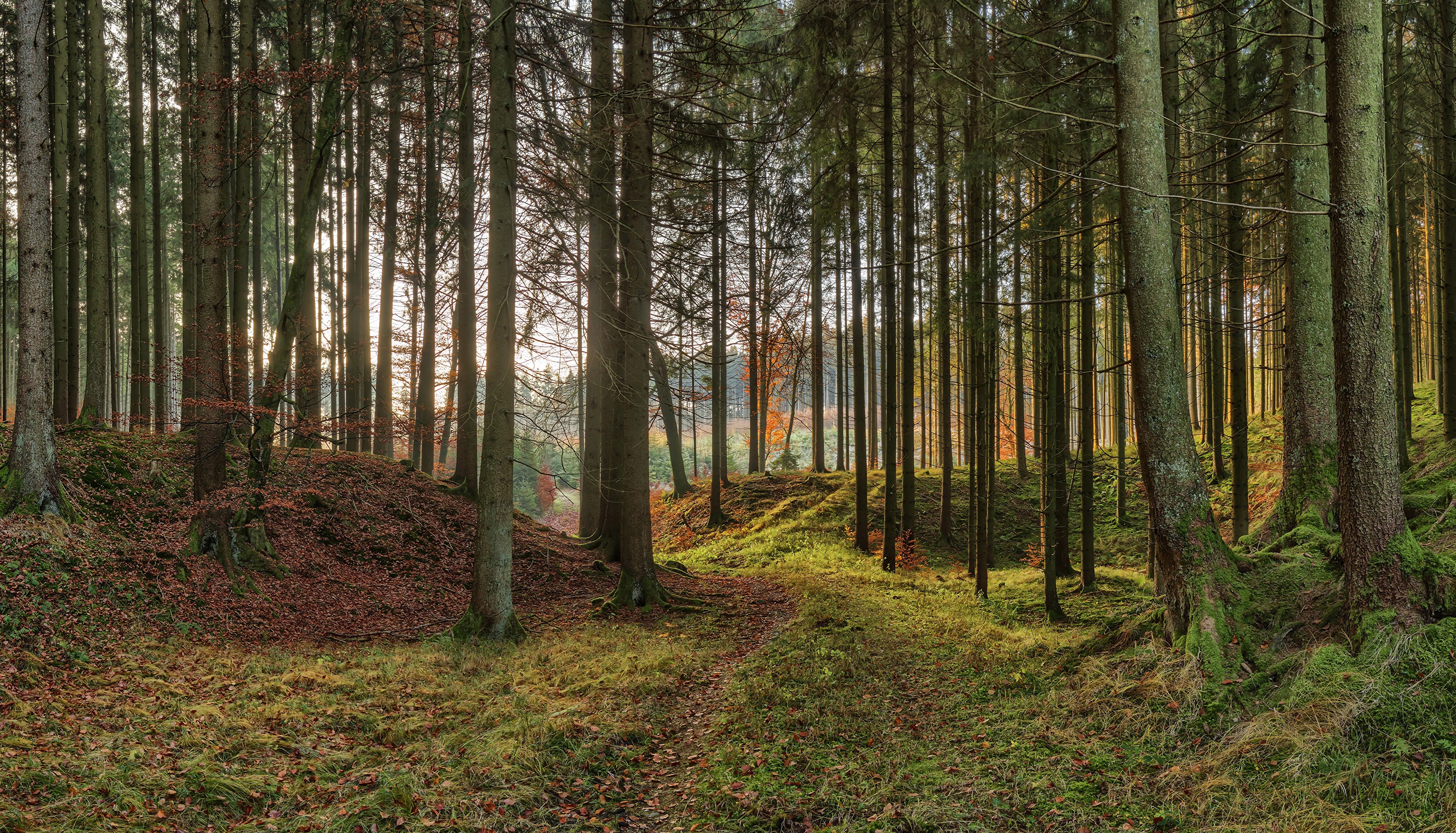 Autumn forest in Bavaria, Germany with mossy trees HD Wallpaper