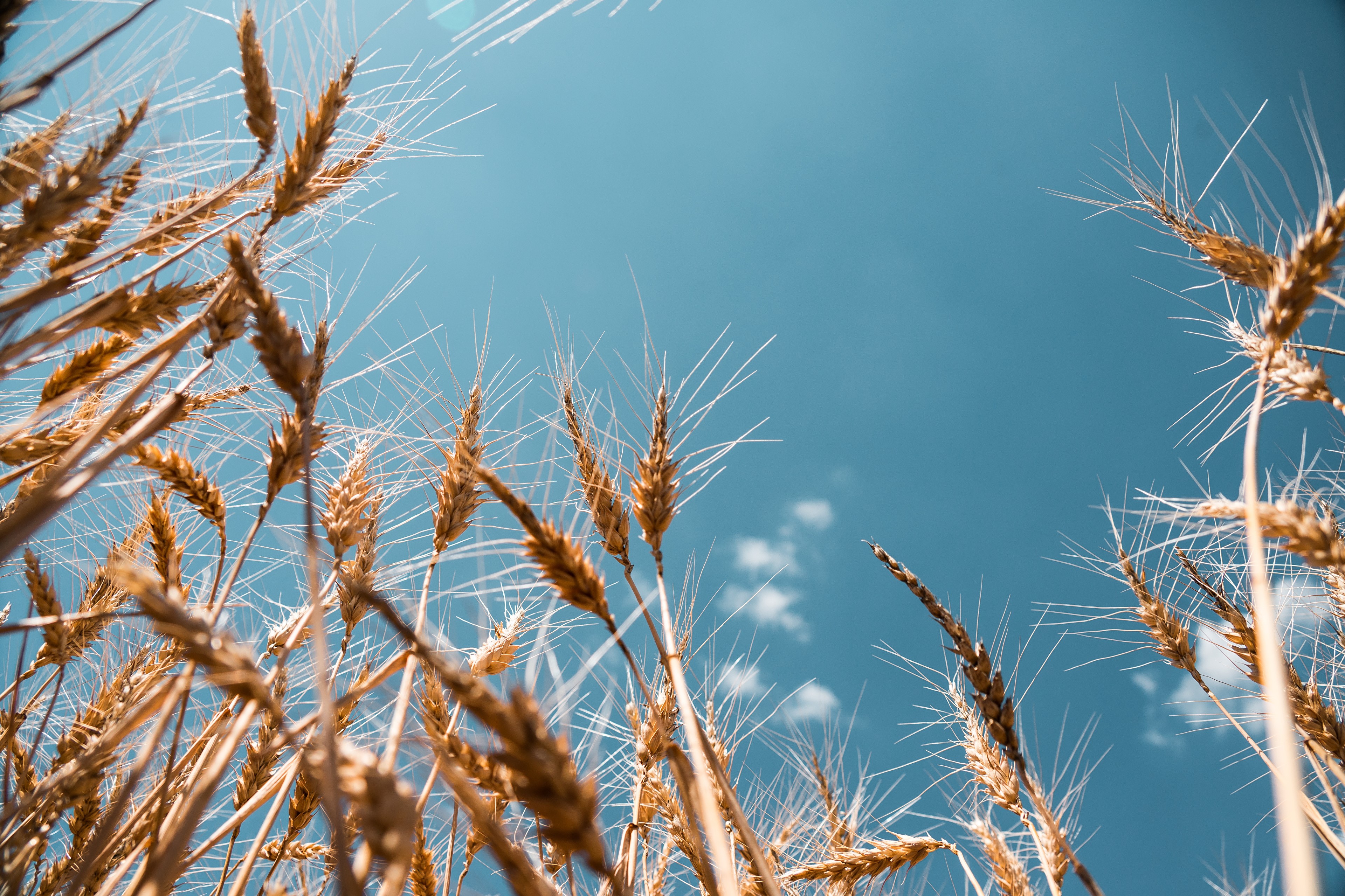 Wheat ears against a blue sky HD Wallpaper