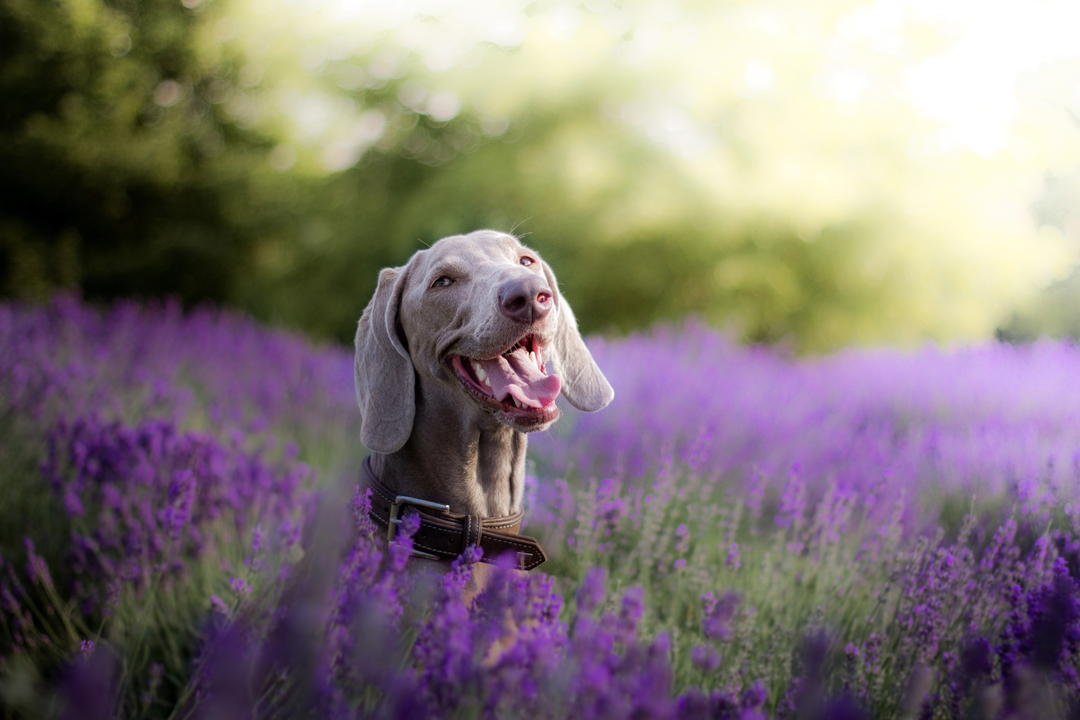 Weimaraner dog in a field of lavender HD Wallpaper