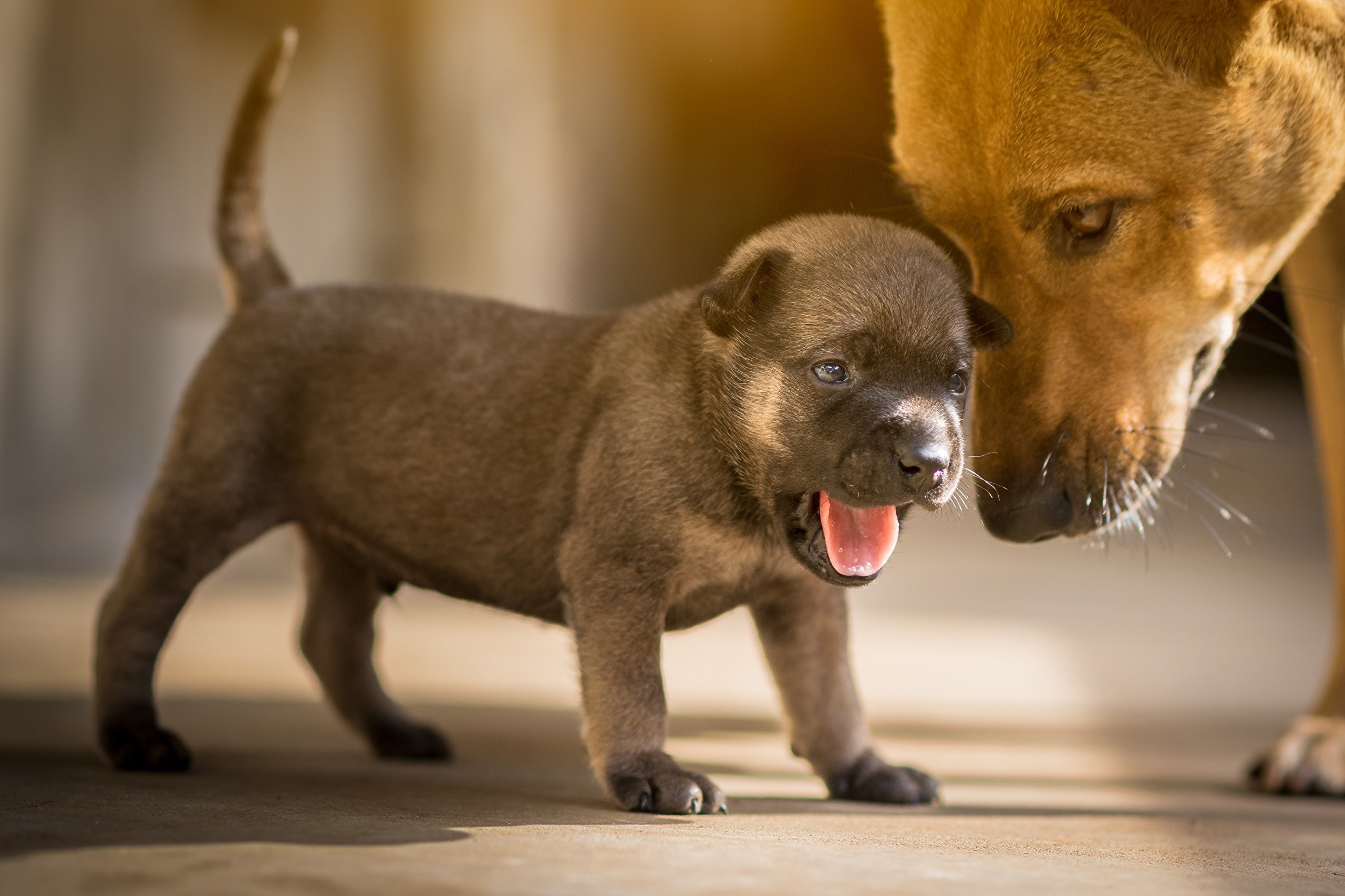 Puppy yawning near an adult dog HD Wallpaper