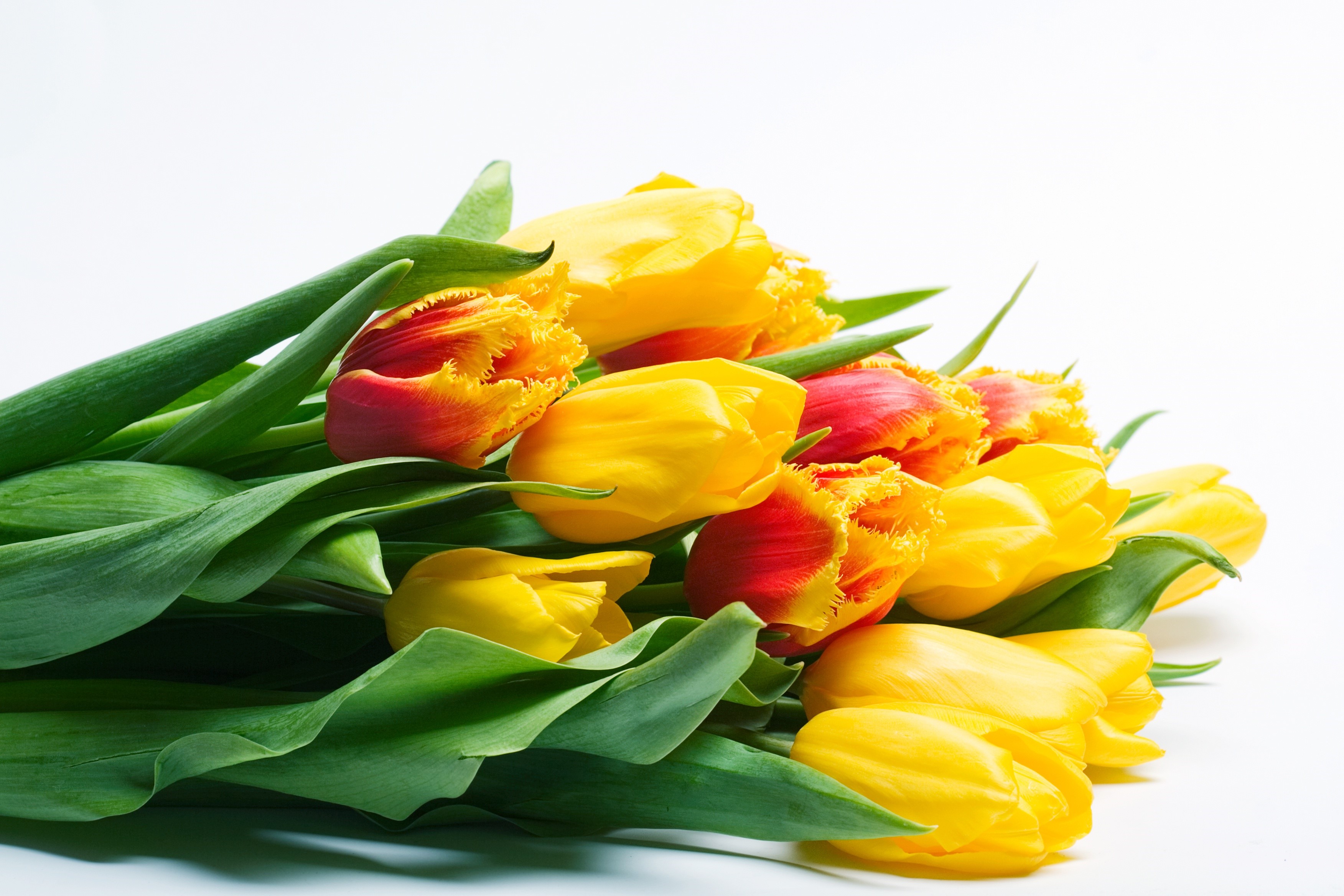 Bouquet of red and yellow tulips on a white background HD Wallpaper