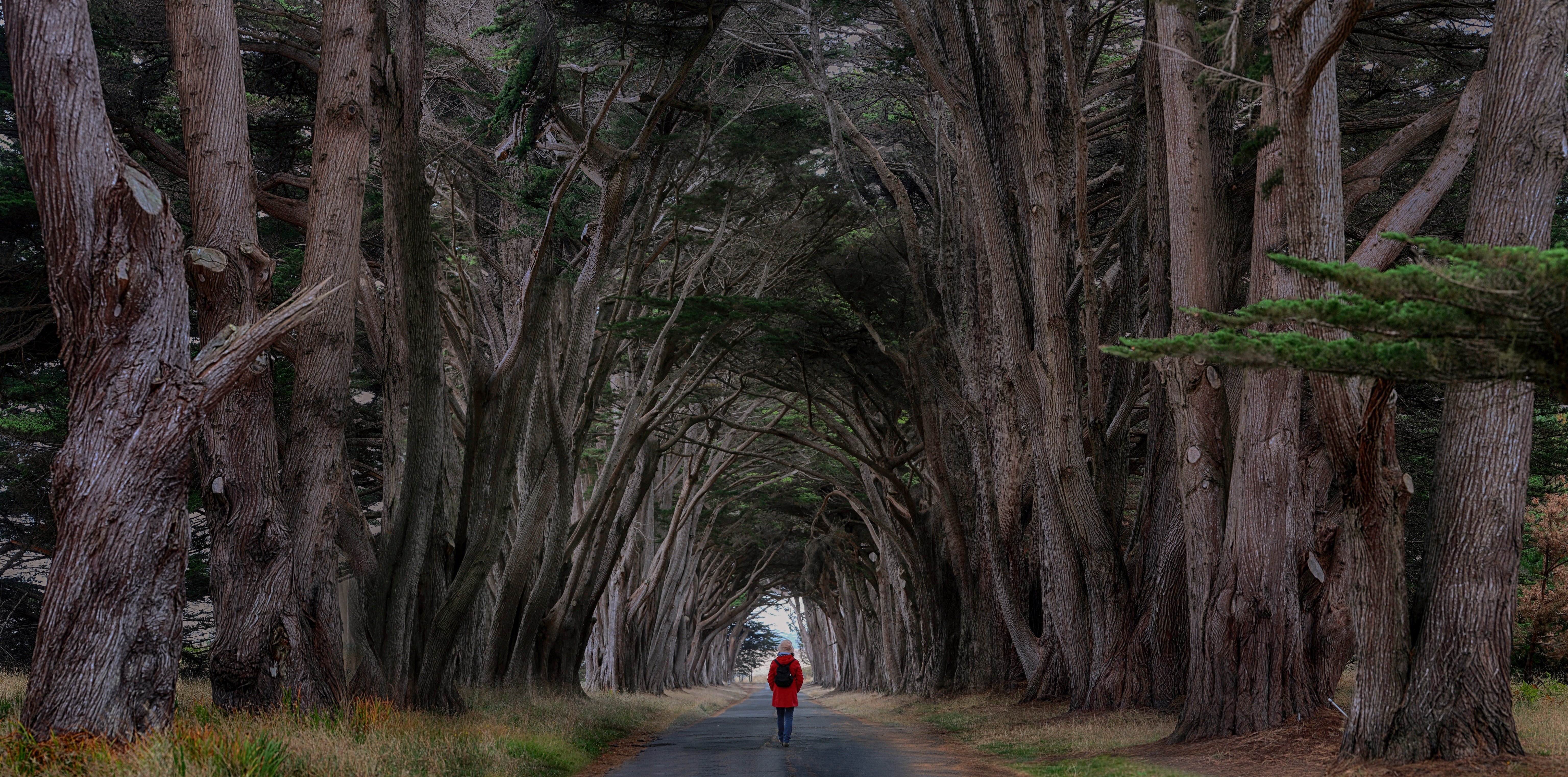 Person walking on a road through a tunnel of trees HD Wallpaper
