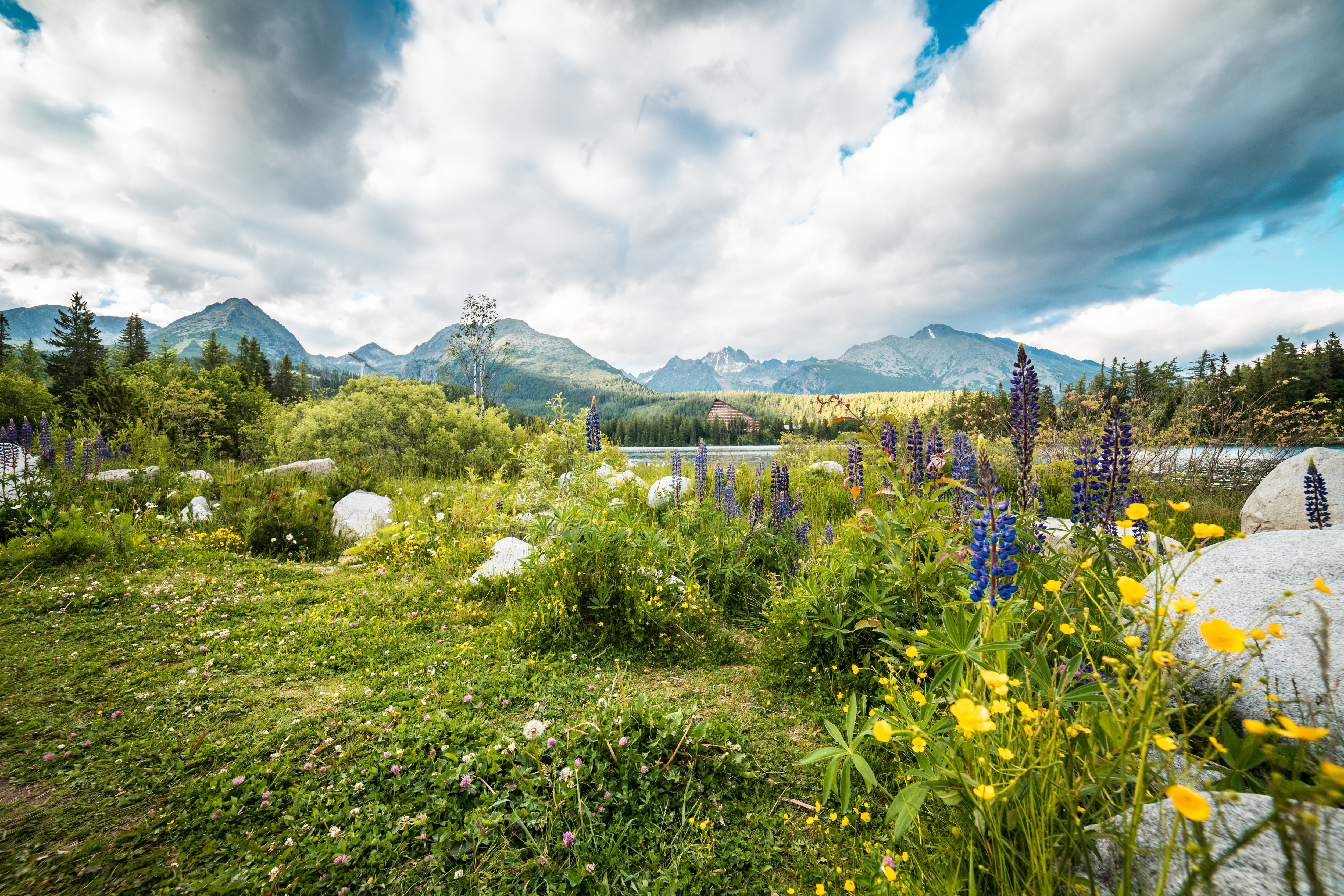 Tatra Mountains with Lupines and Yellow Flowers HD Wallpaper