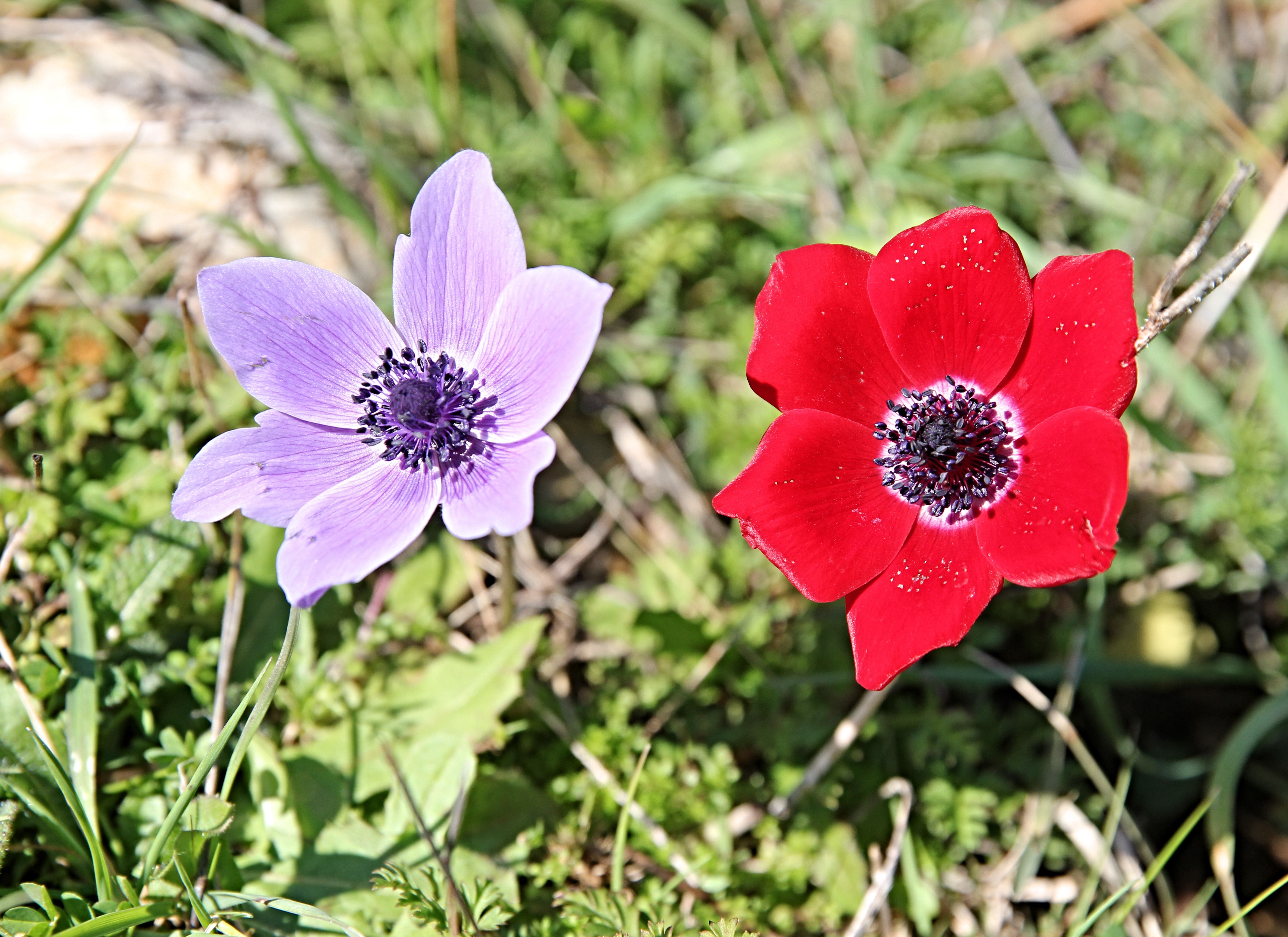 Two Anemone Flowers, Red and Violet HD Wallpaper