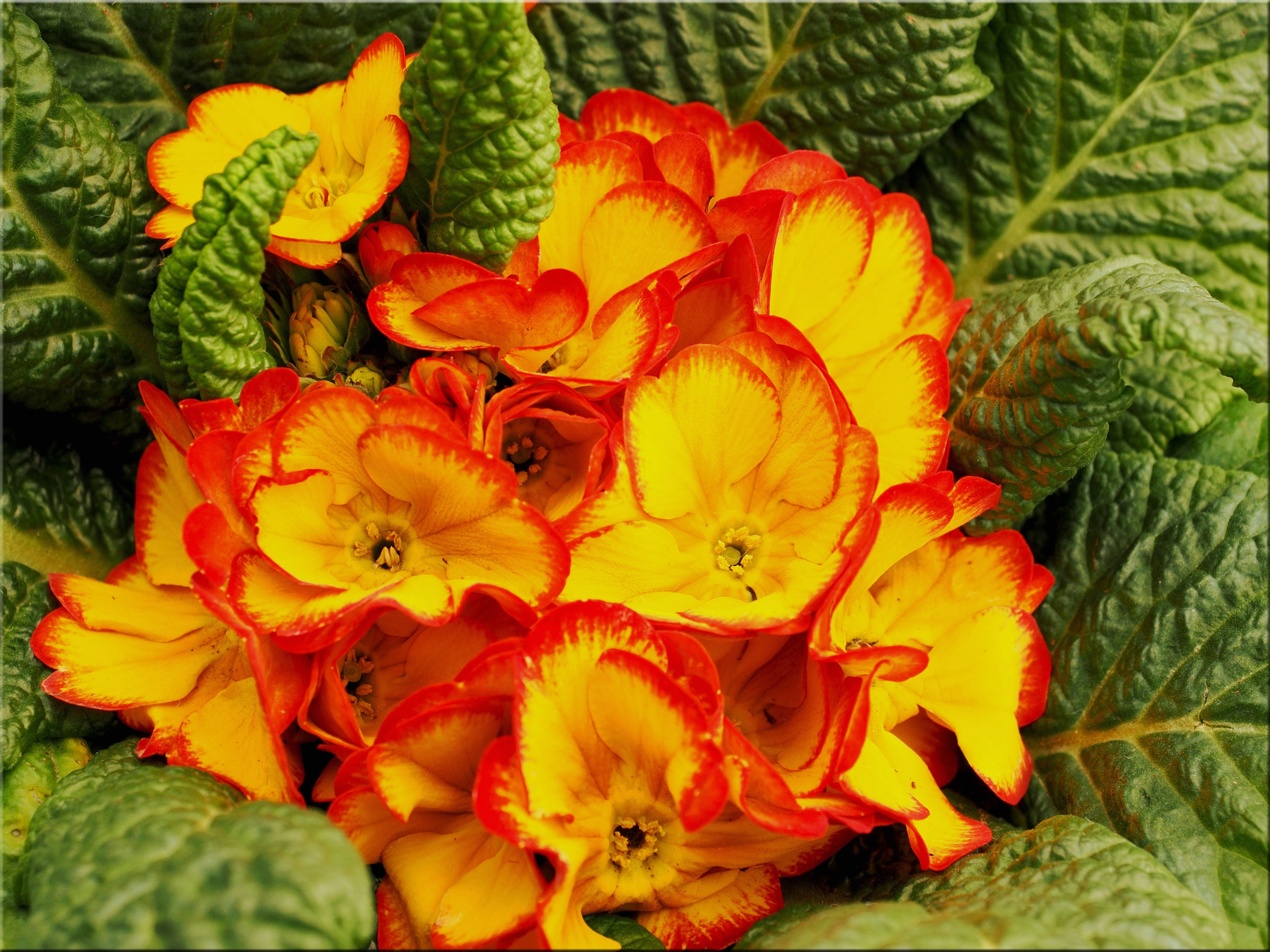Close-up of yellow and orange Primula flowers HD Wallpaper