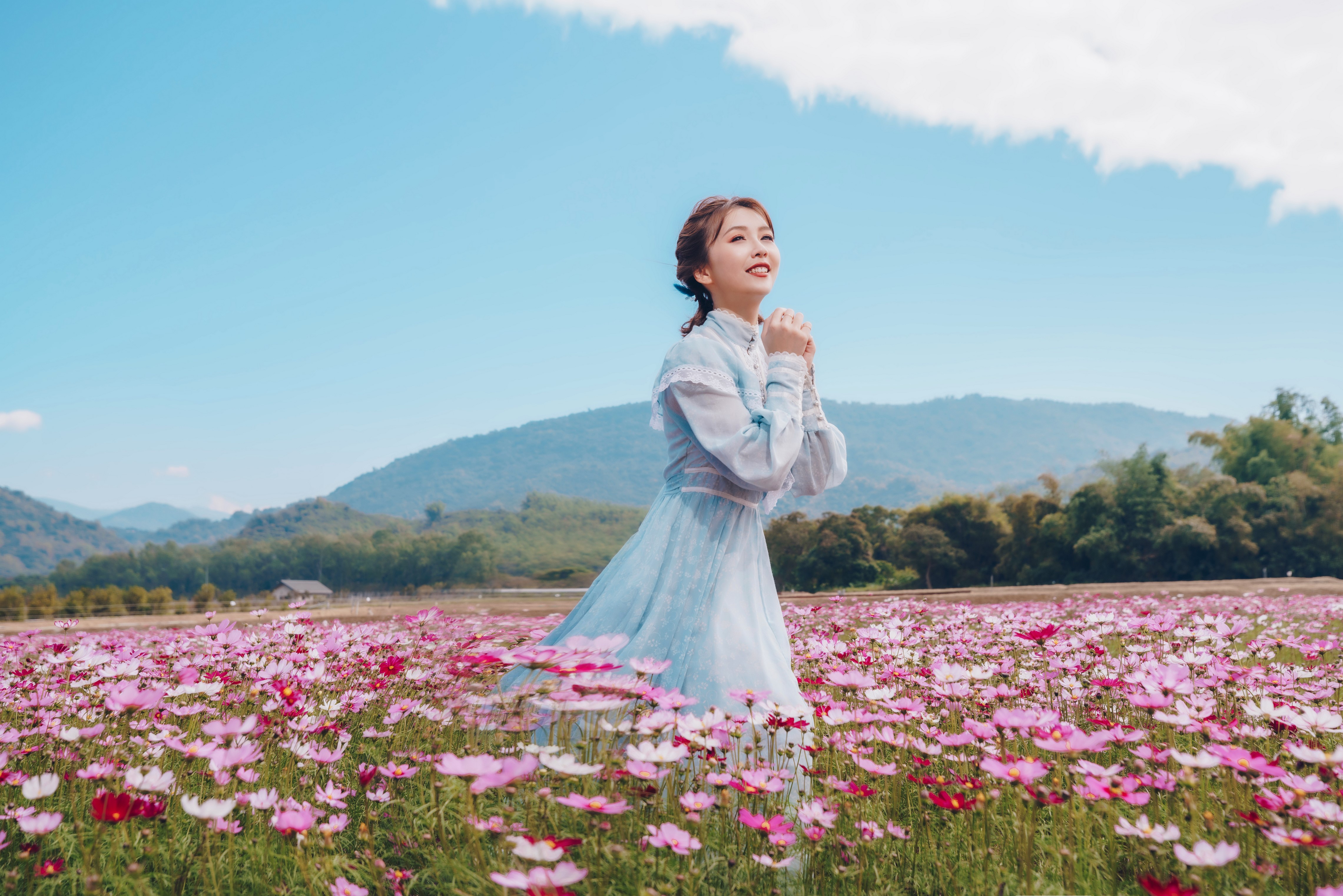 Woman in a blue dress in a field of cosmos flowers HD Wallpaper