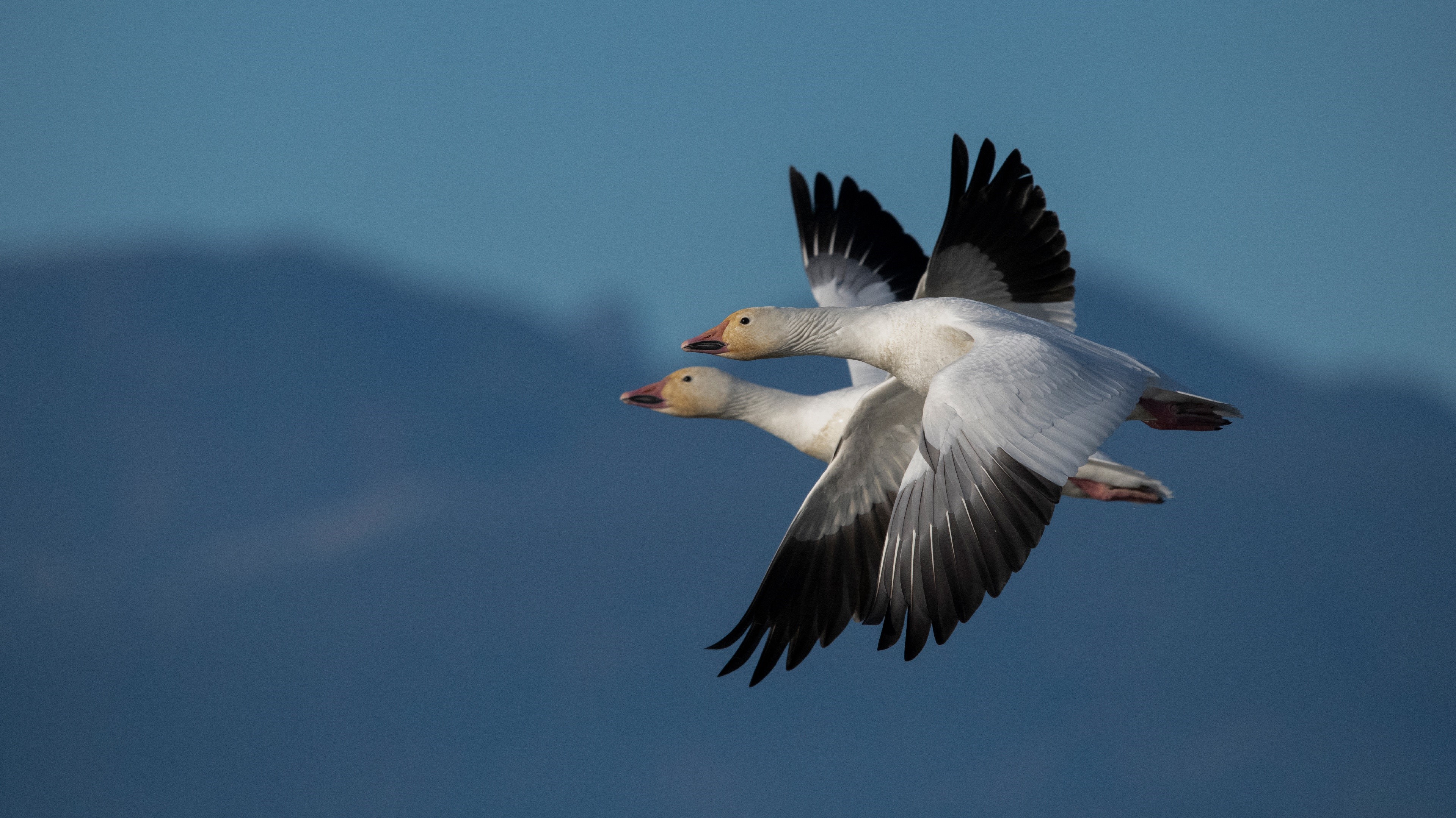 Two Snow Geese in Flight HD Wallpaper
