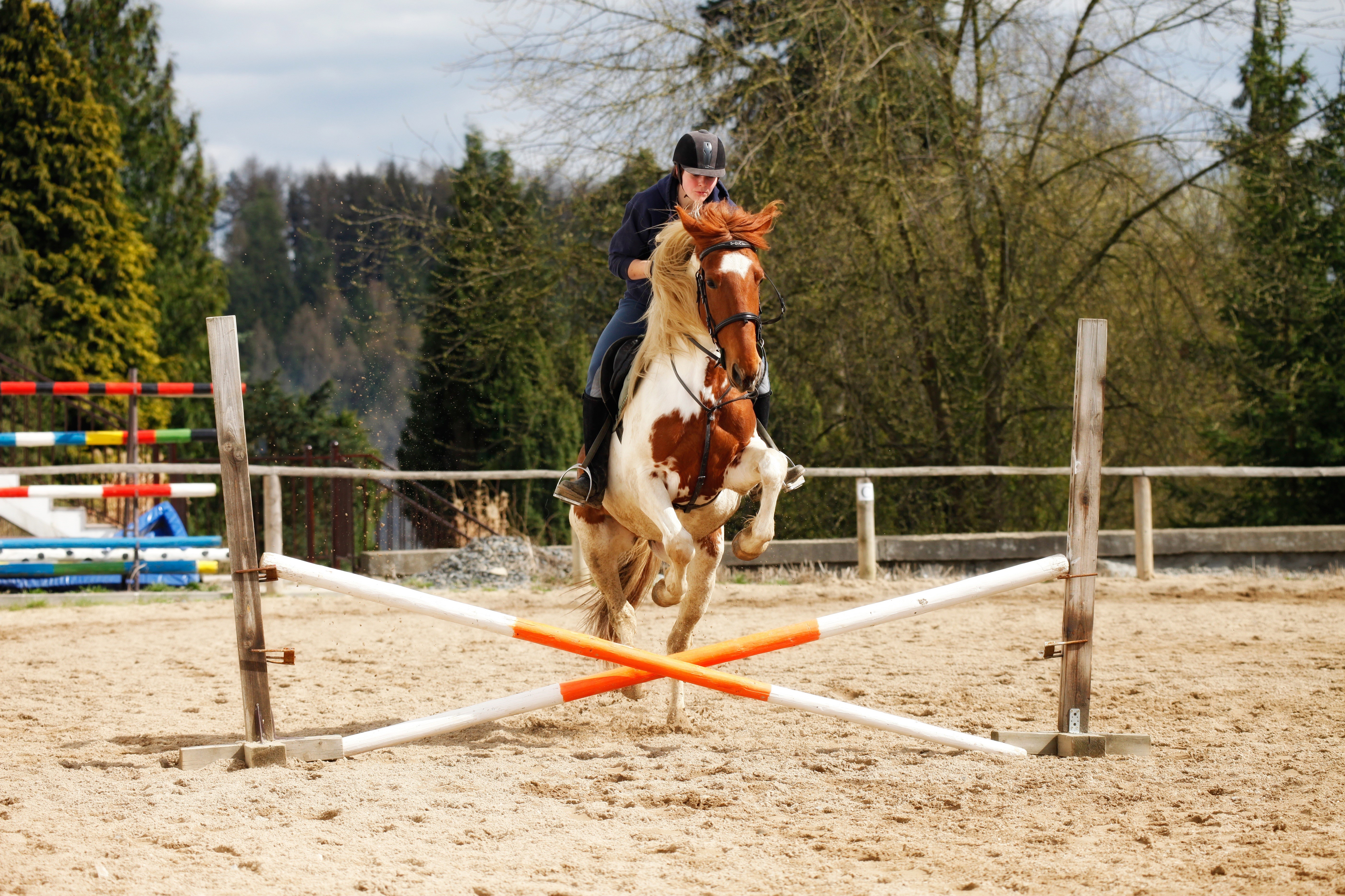 Horse and rider jumping over a hurdle HD Wallpaper
