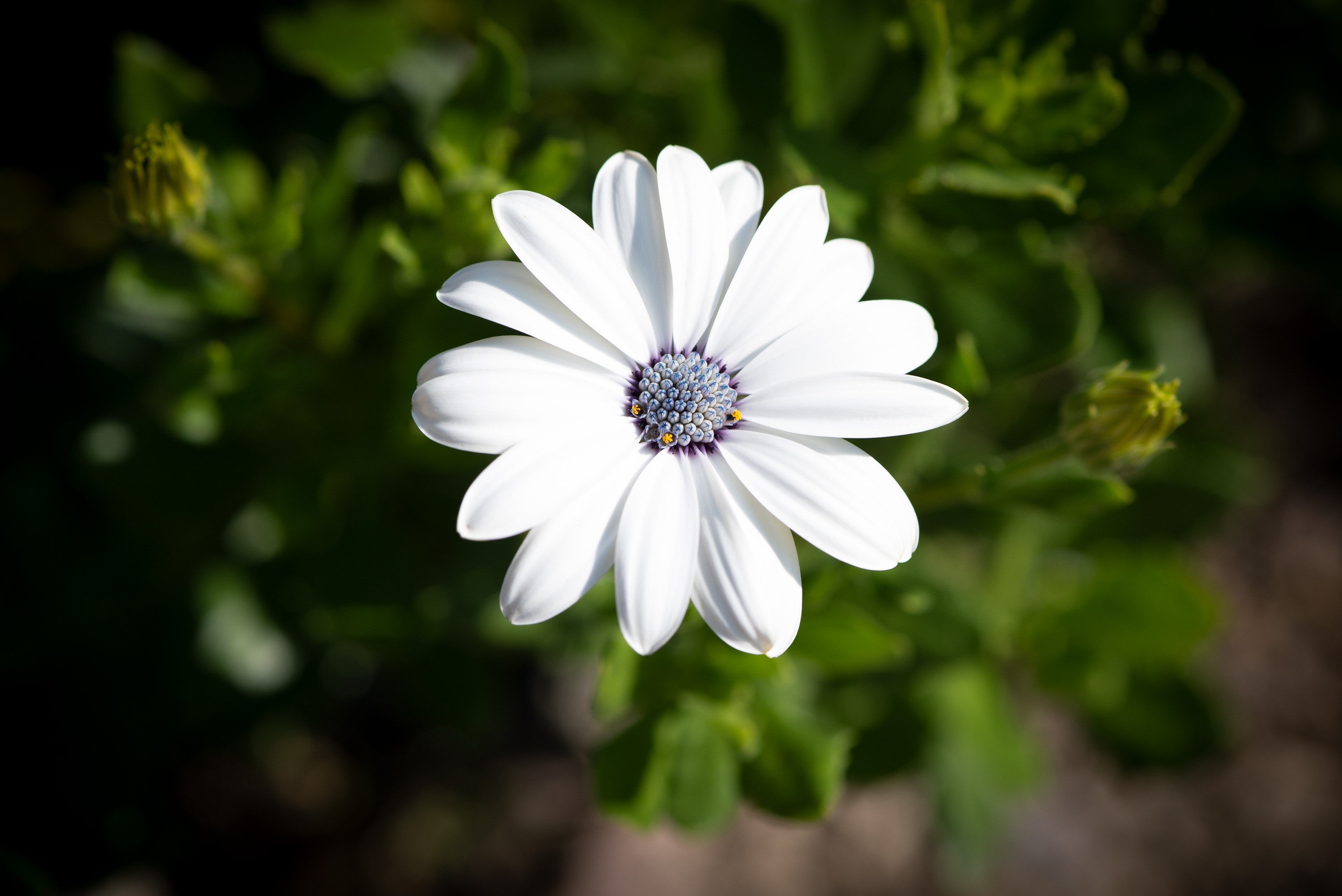 White Osteospermum flower with bokeh background HD Wallpaper