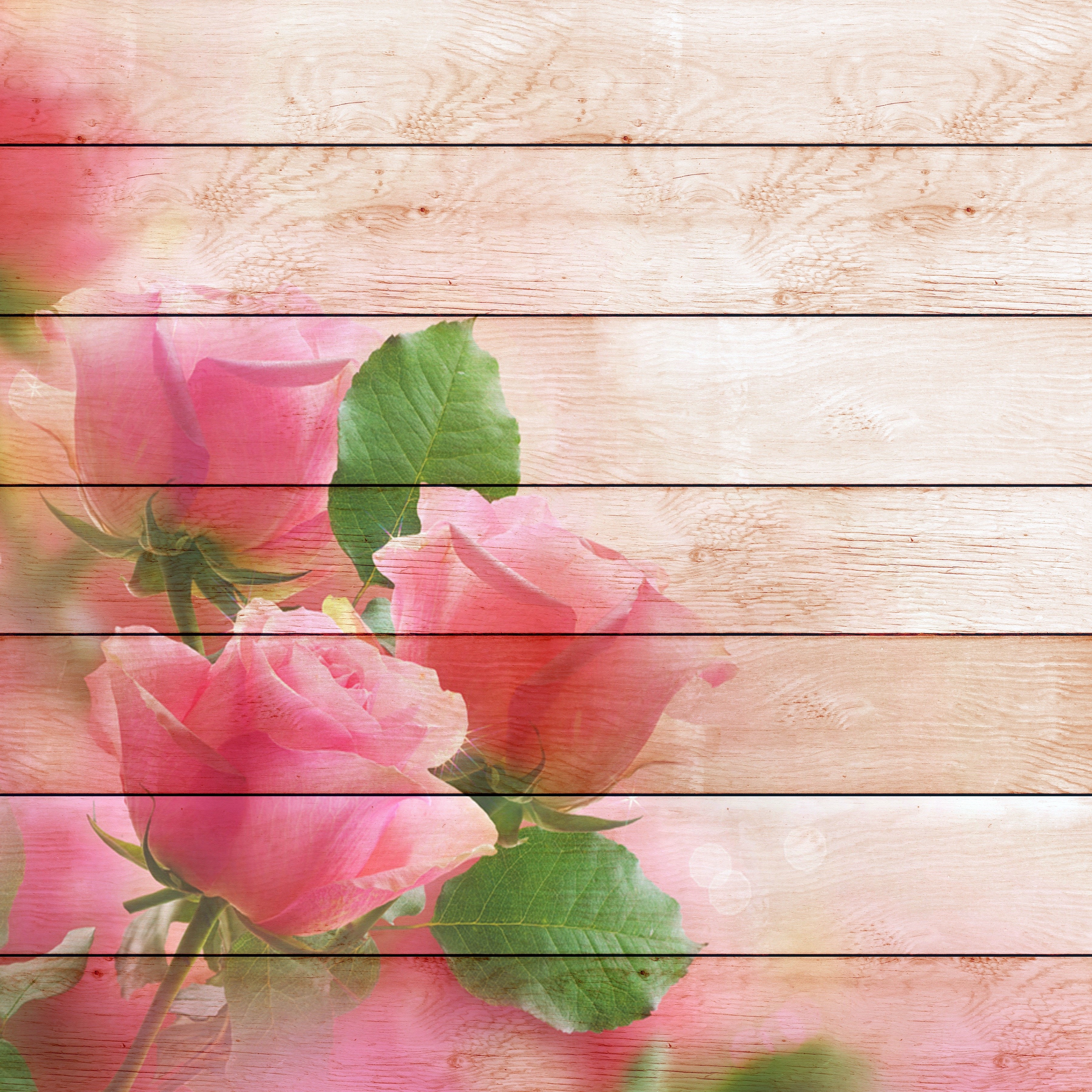 Pink Roses on Wood Planks Greeting Card HD Wallpaper