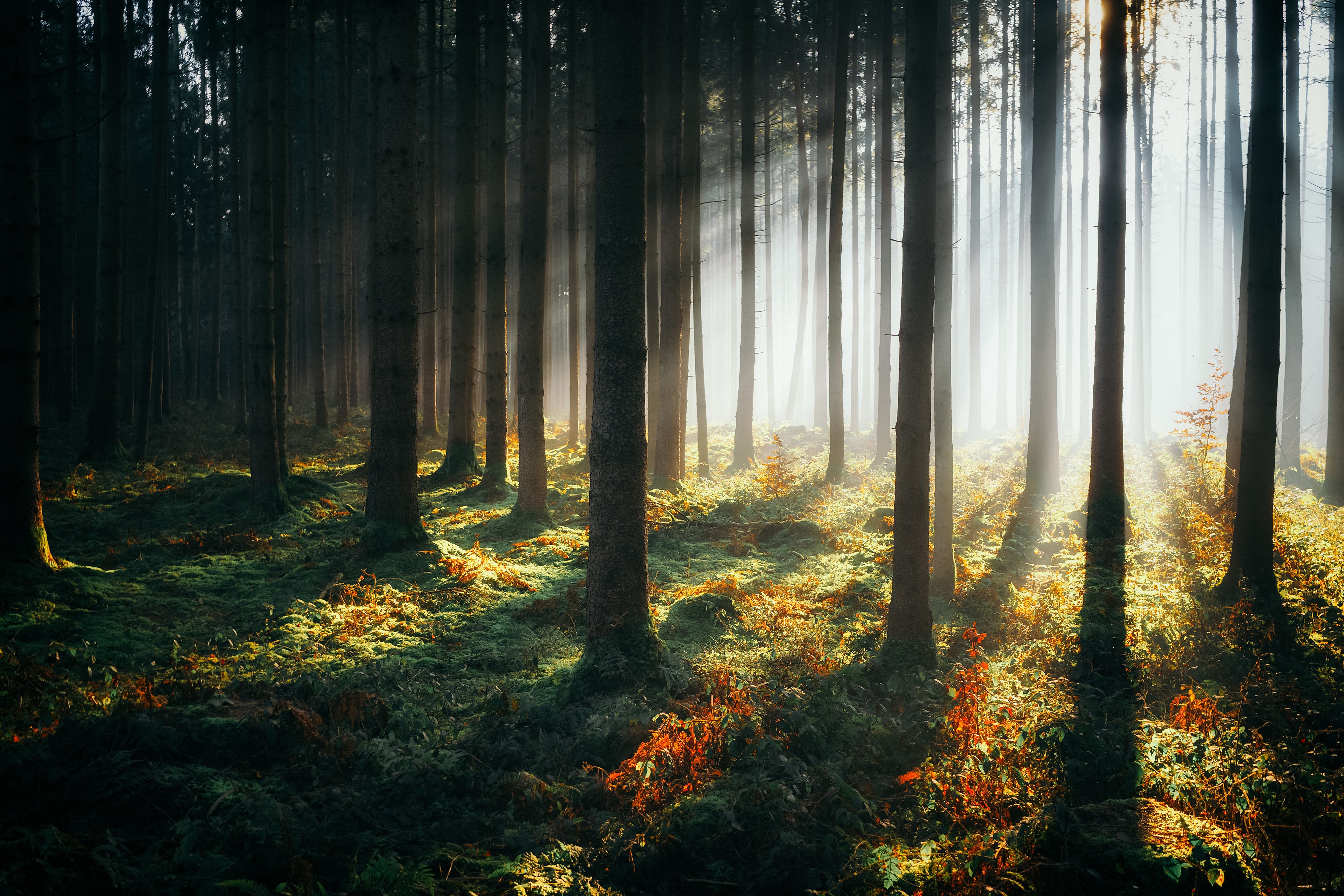 Sunlight Rays in a Dark Forest HD Wallpaper