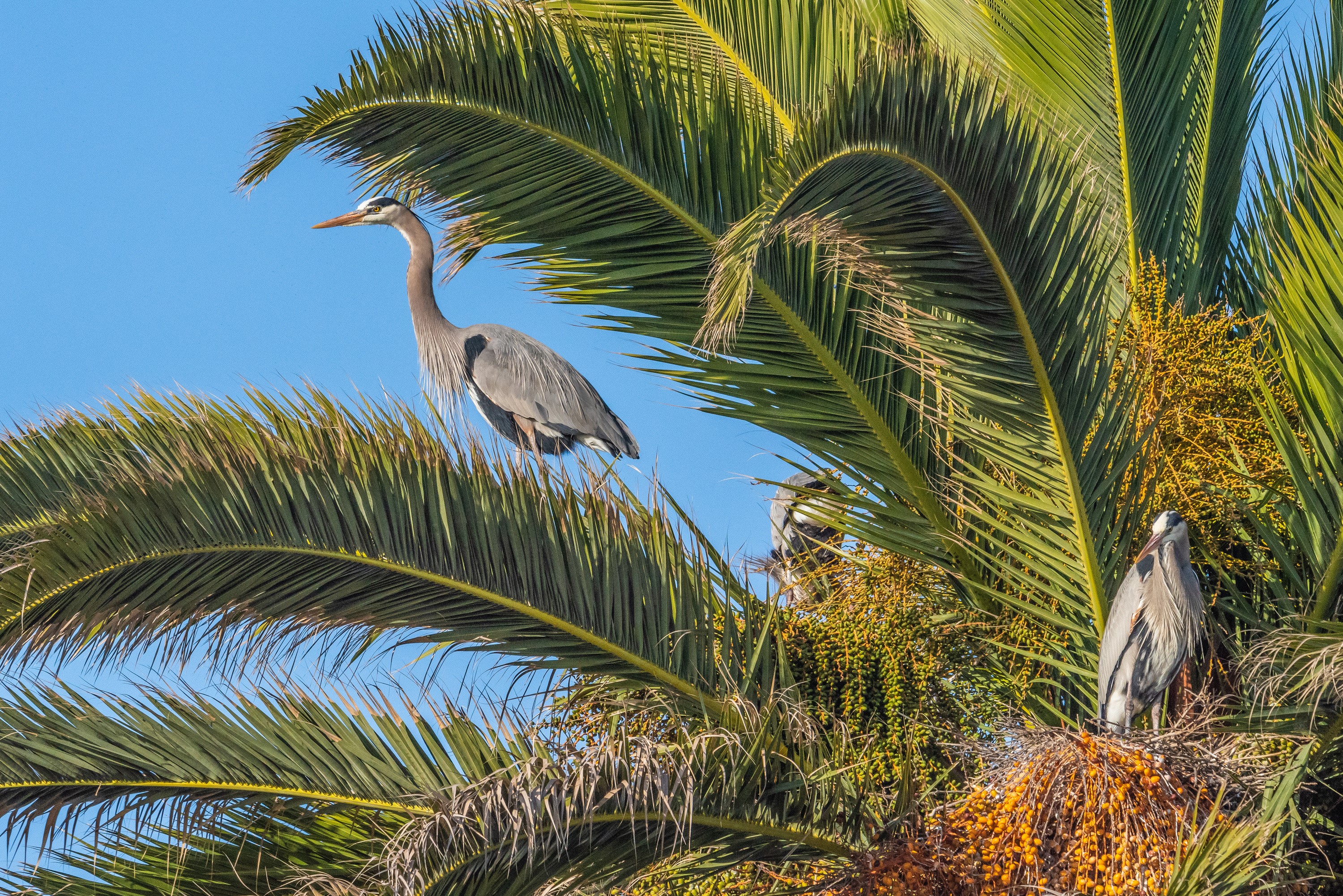 Great Blue Herons in a Palm Tree HD Wallpaper
