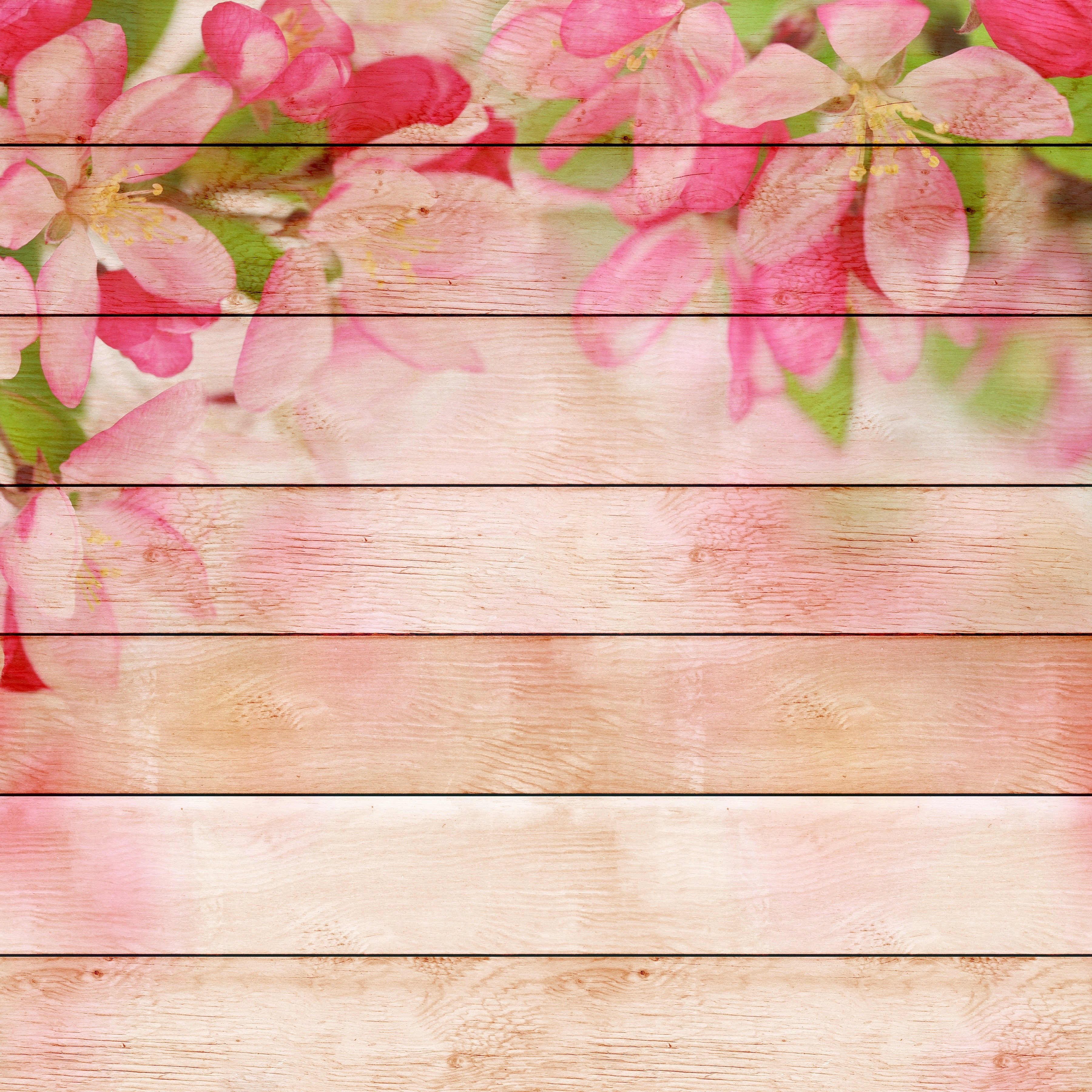 Pink flowers on wooden planks HD Wallpaper