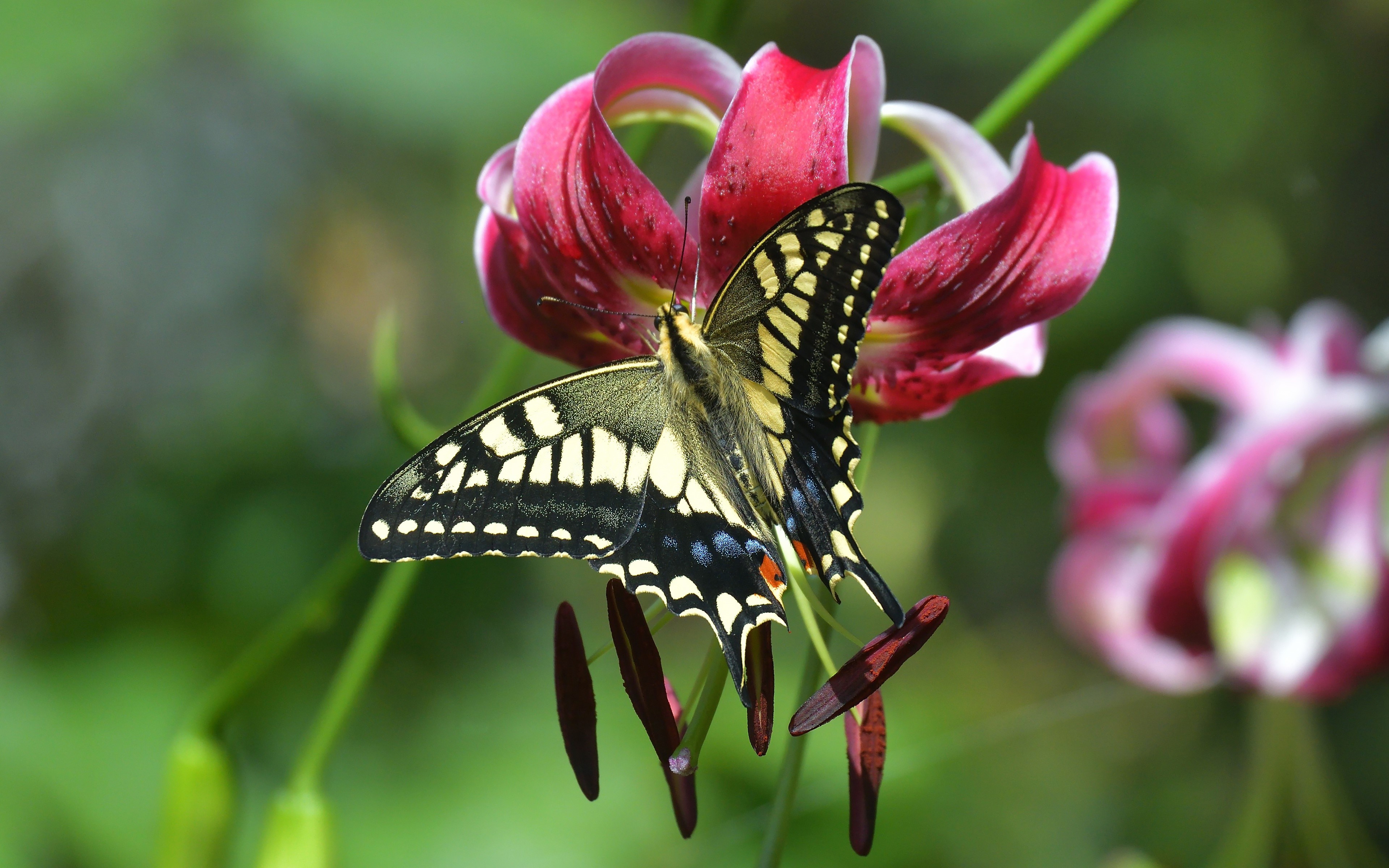 Papilio machaon butterfly on a lily flower HD Wallpaper