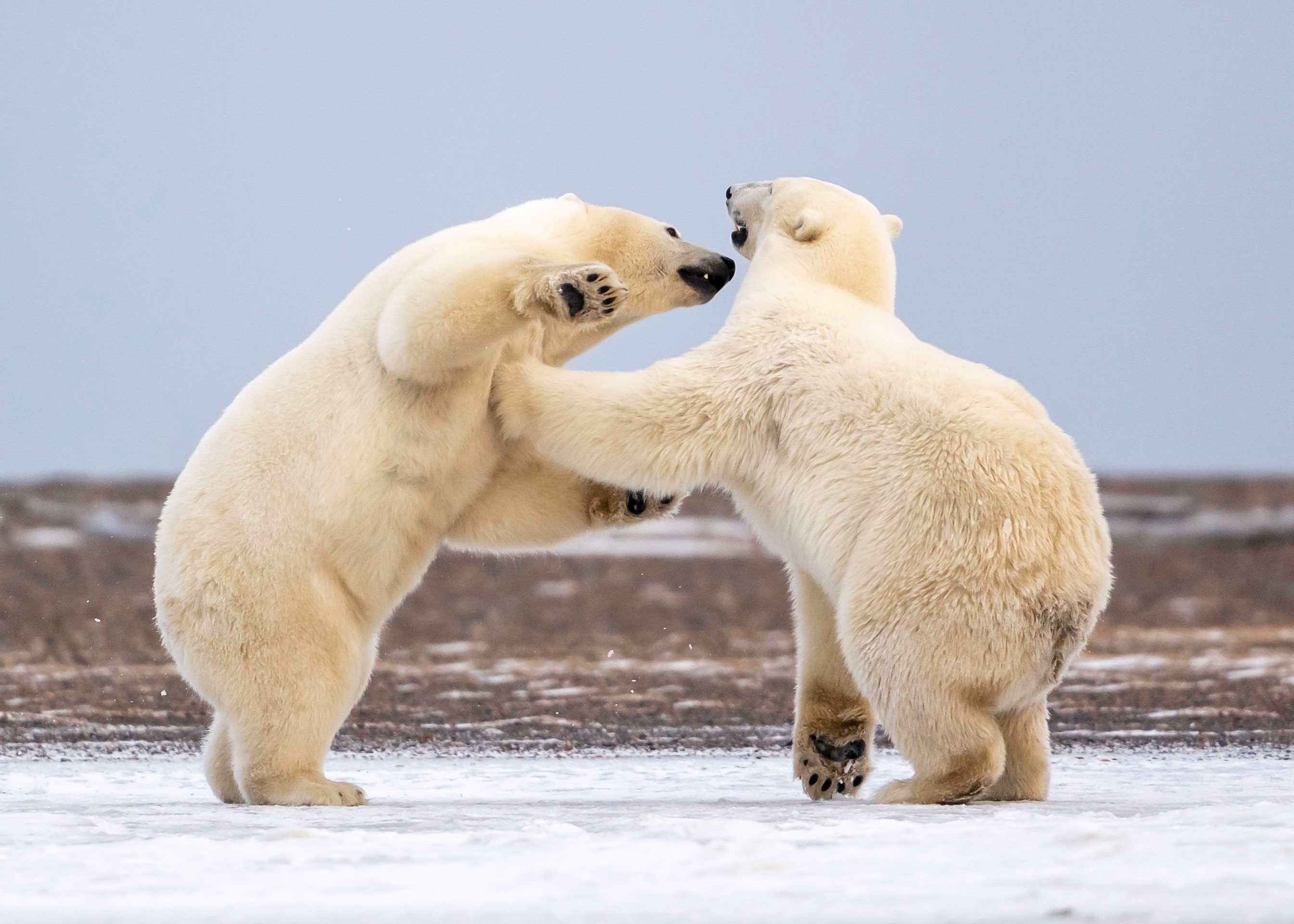 Two polar bears sparring on ice HD Wallpaper