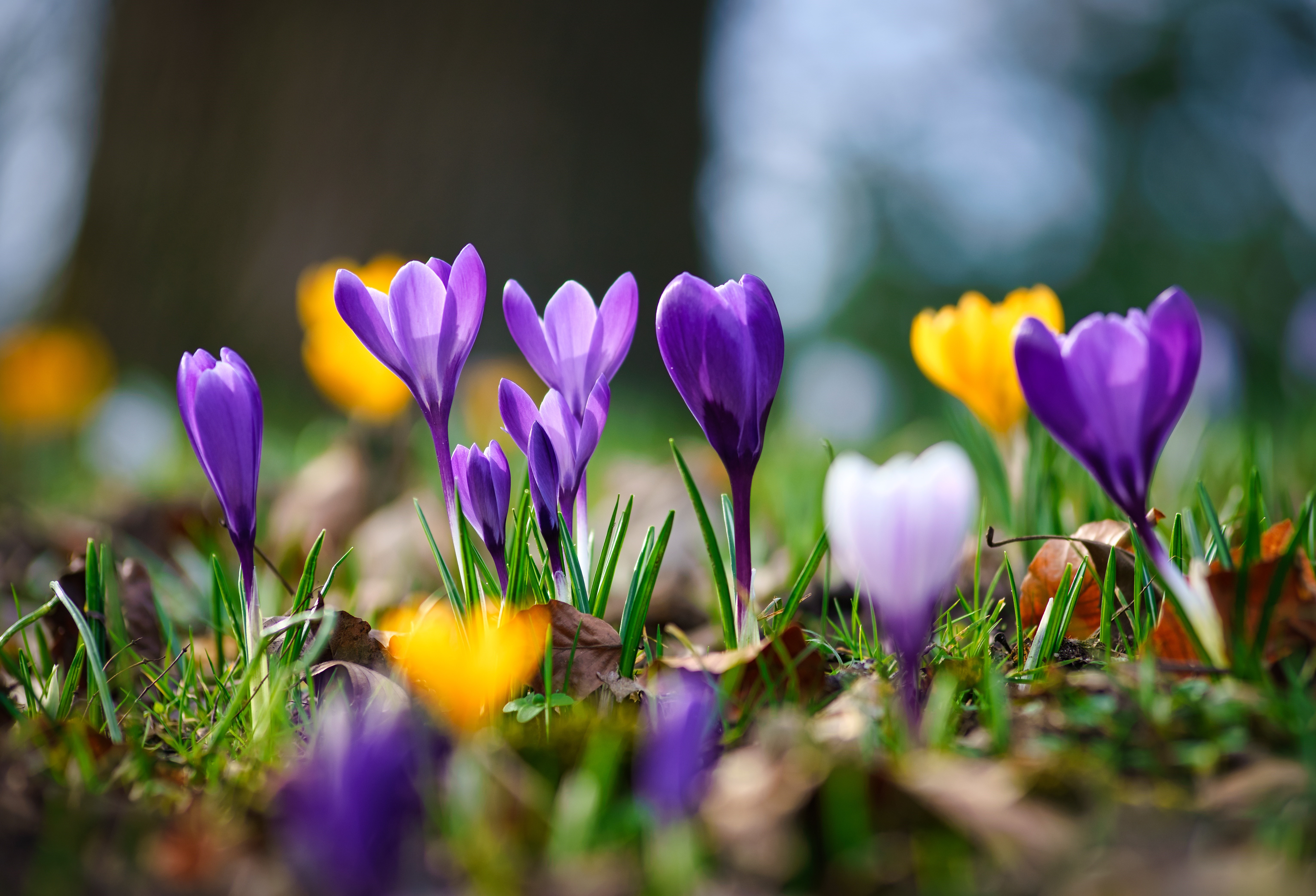 Spring Crocuses in Bloom HD Wallpaper