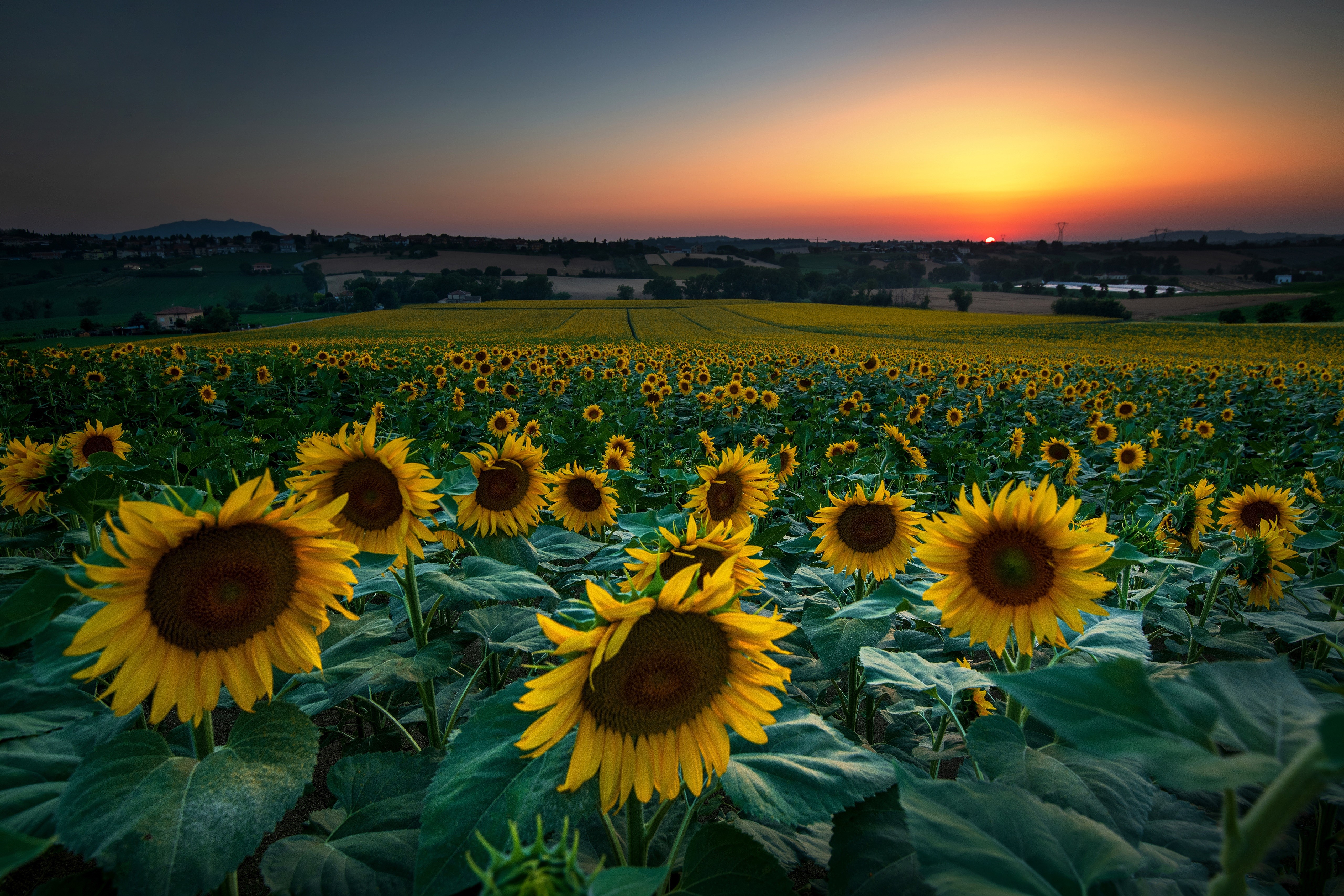 Sunflowers Field at Sunset HD Wallpaper