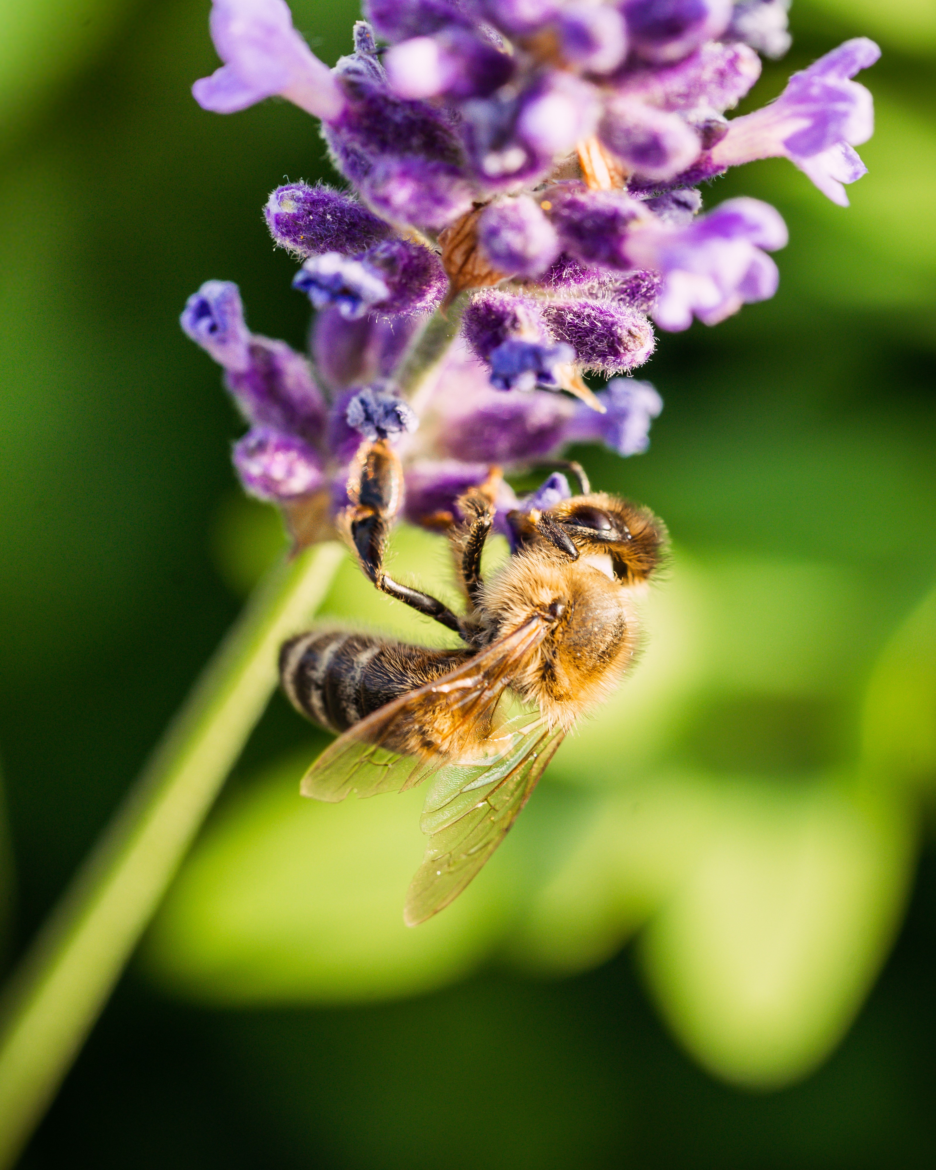 Bee on Lavender Flower HD Phone Wallpaper